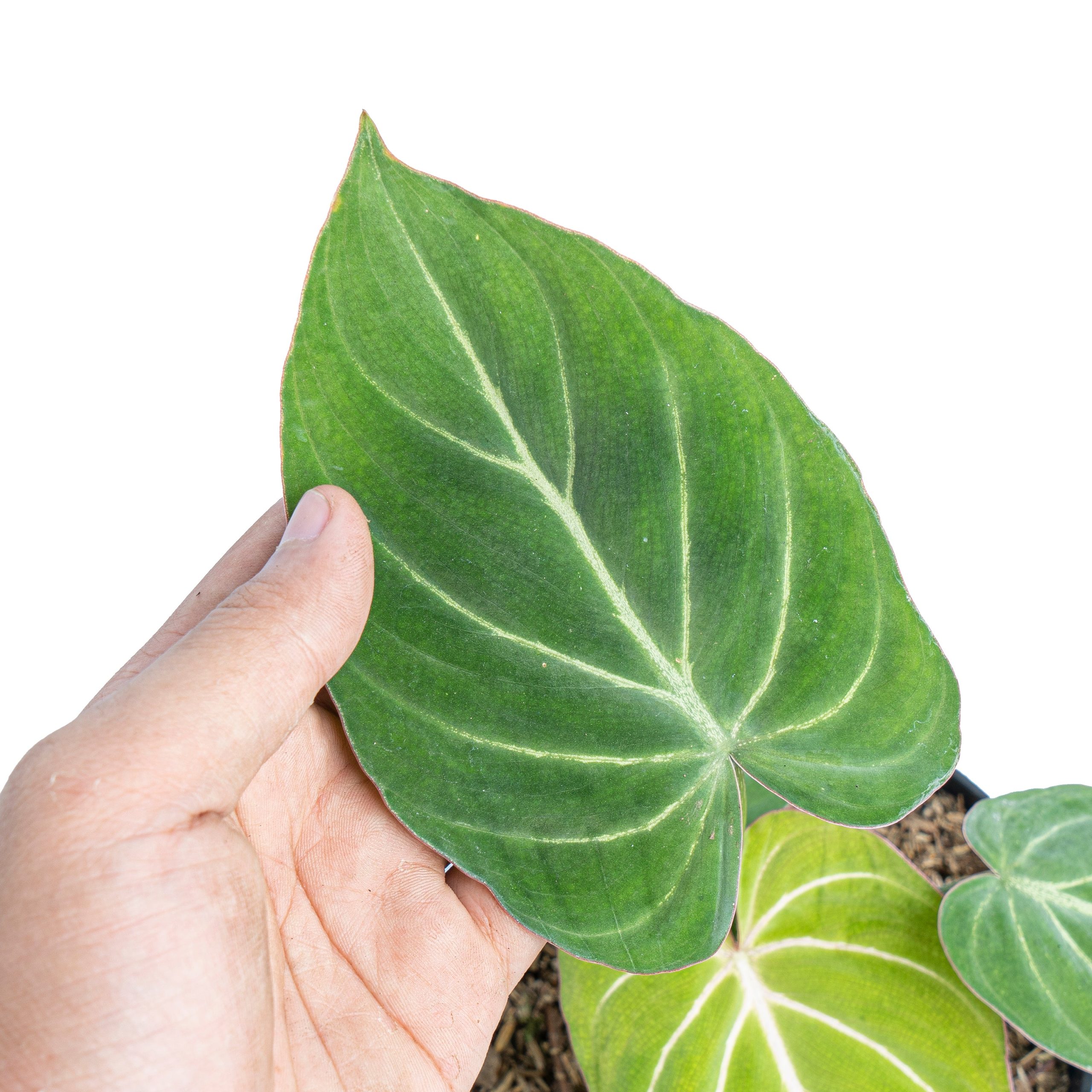 Philodendron gloriosum white veins - Image 2