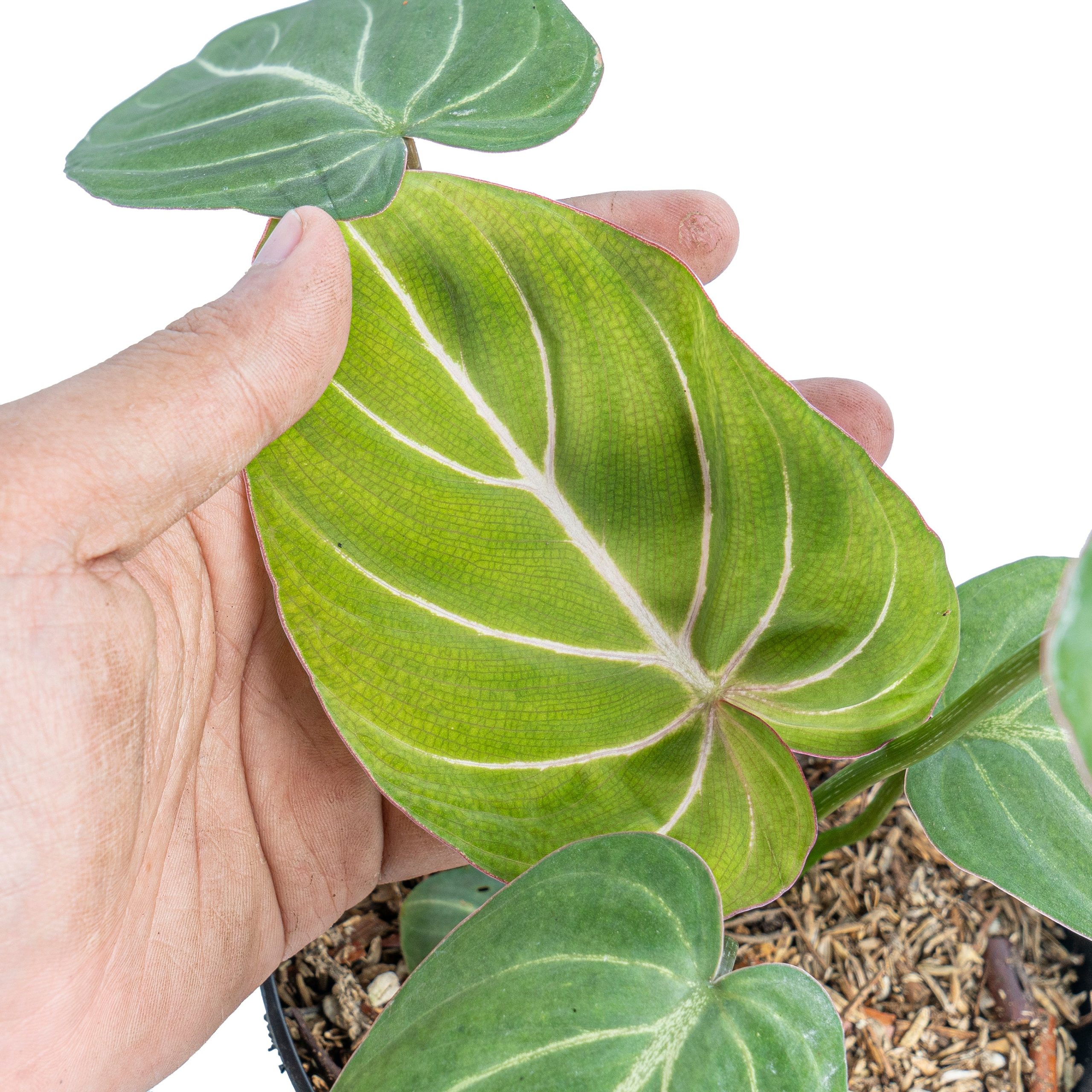 Philodendron gloriosum white veins - Image 3