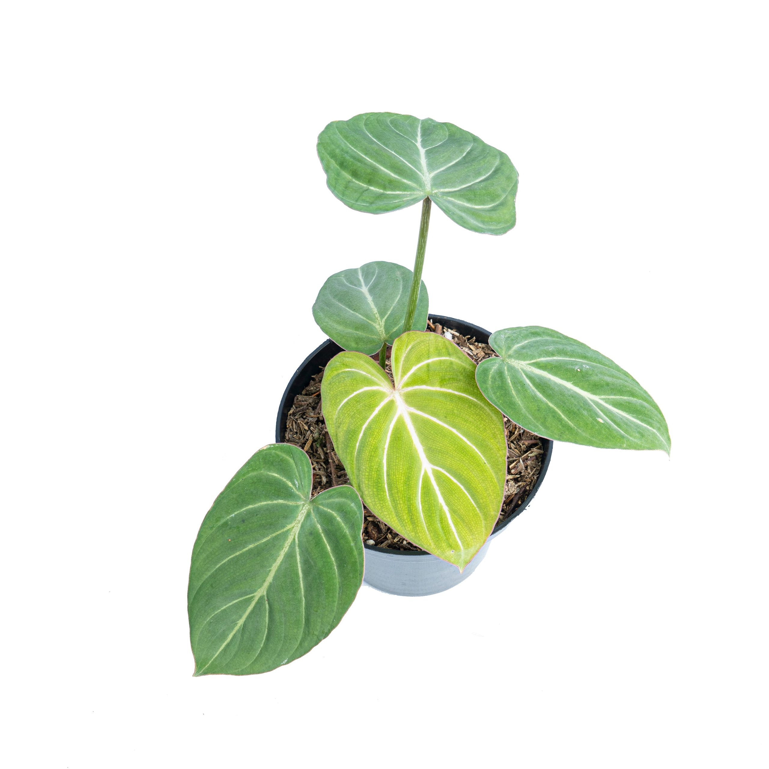Philodendron gloriosum white veins - Image 4