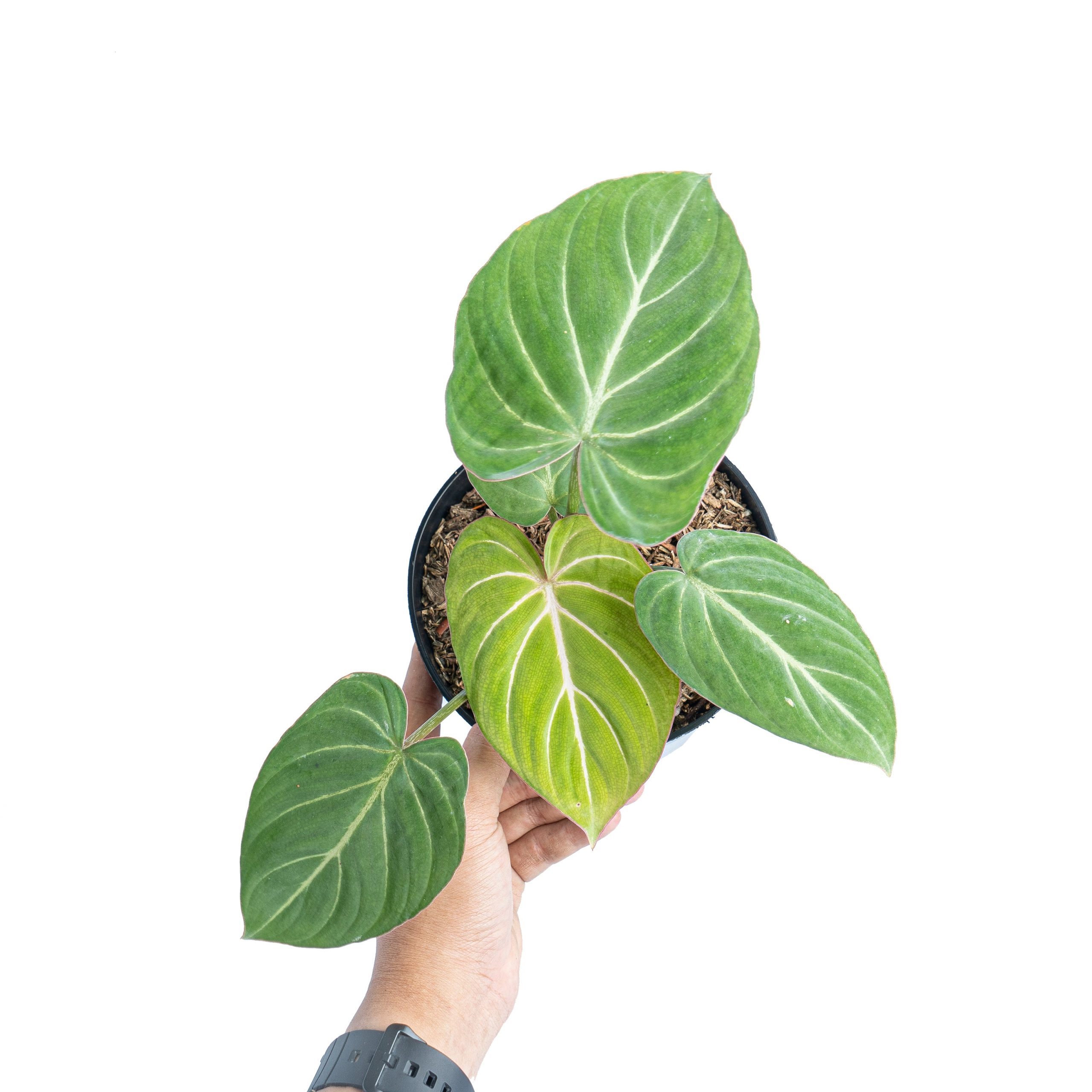 Philodendron gloriosum white veins - Image 5