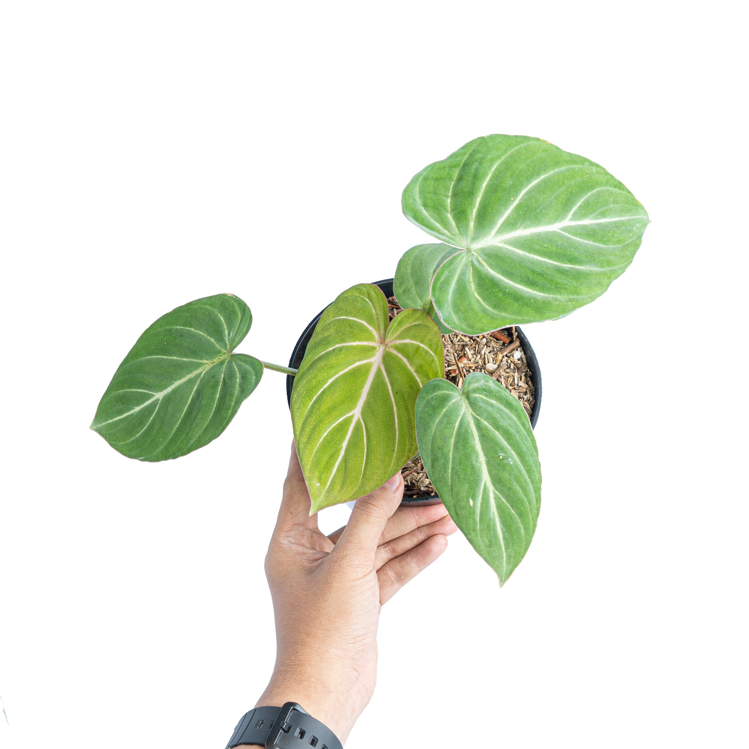 Philodendron gloriosum white veins - Image 6