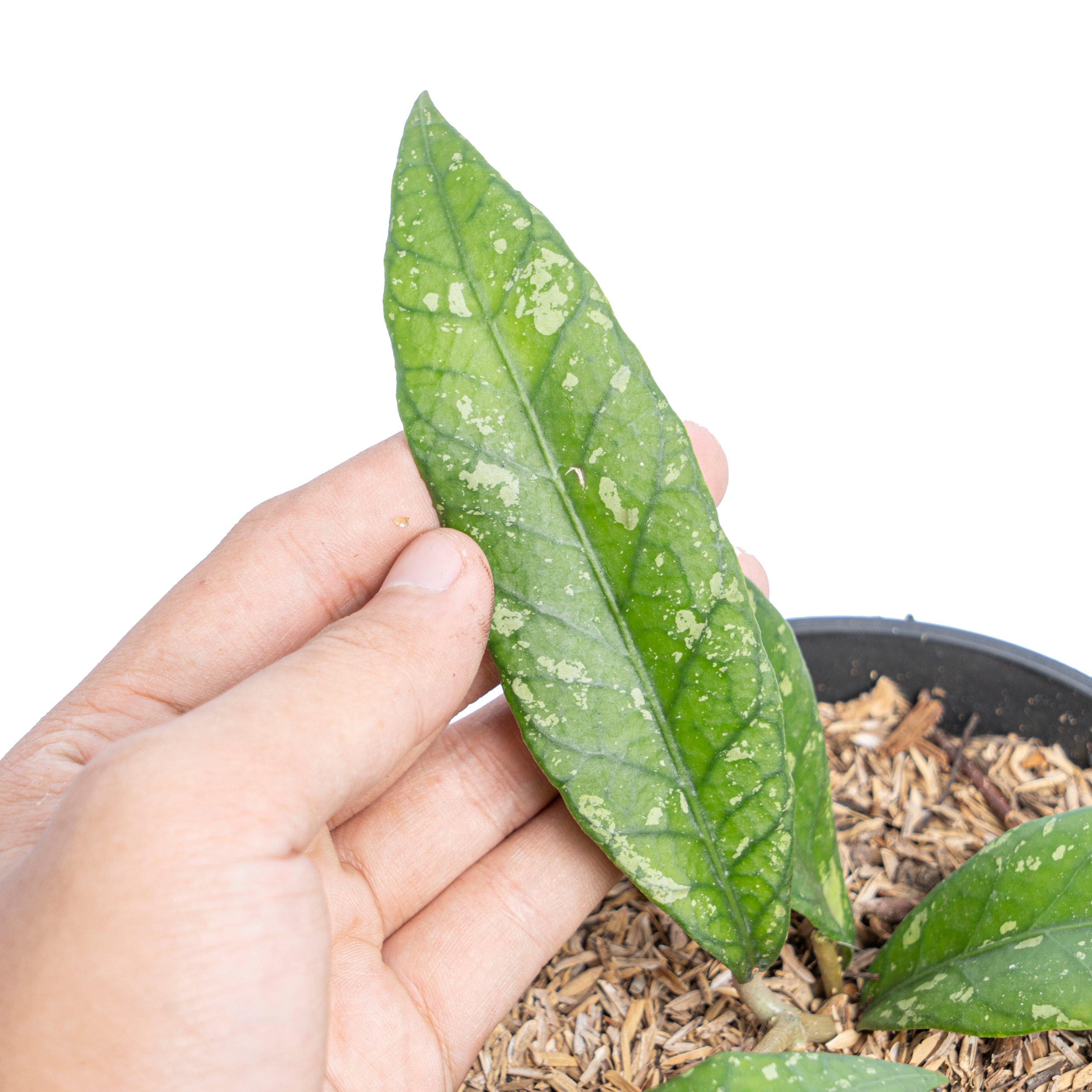 Hoya Sp Aceh splash - Image 2