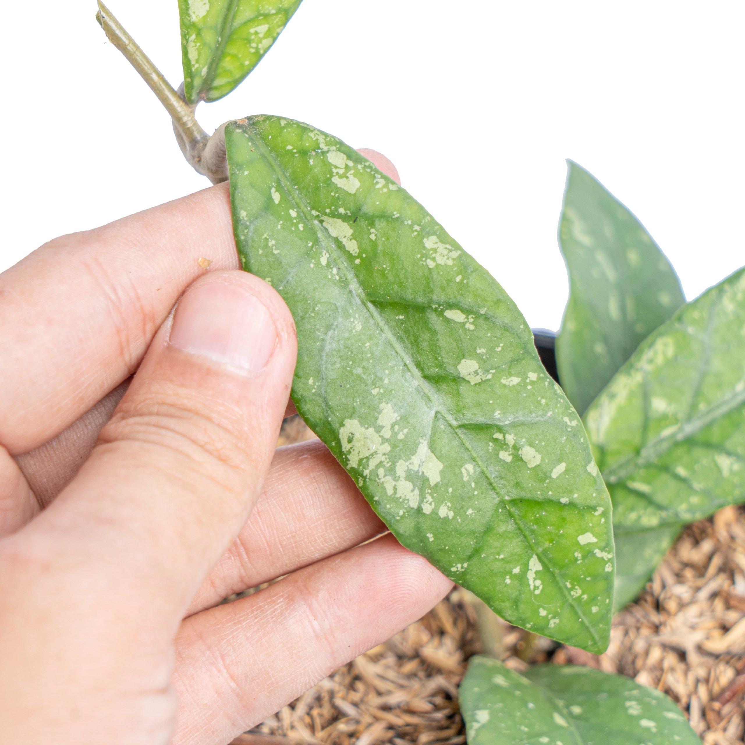 Hoya Sp Aceh splash - Image 4