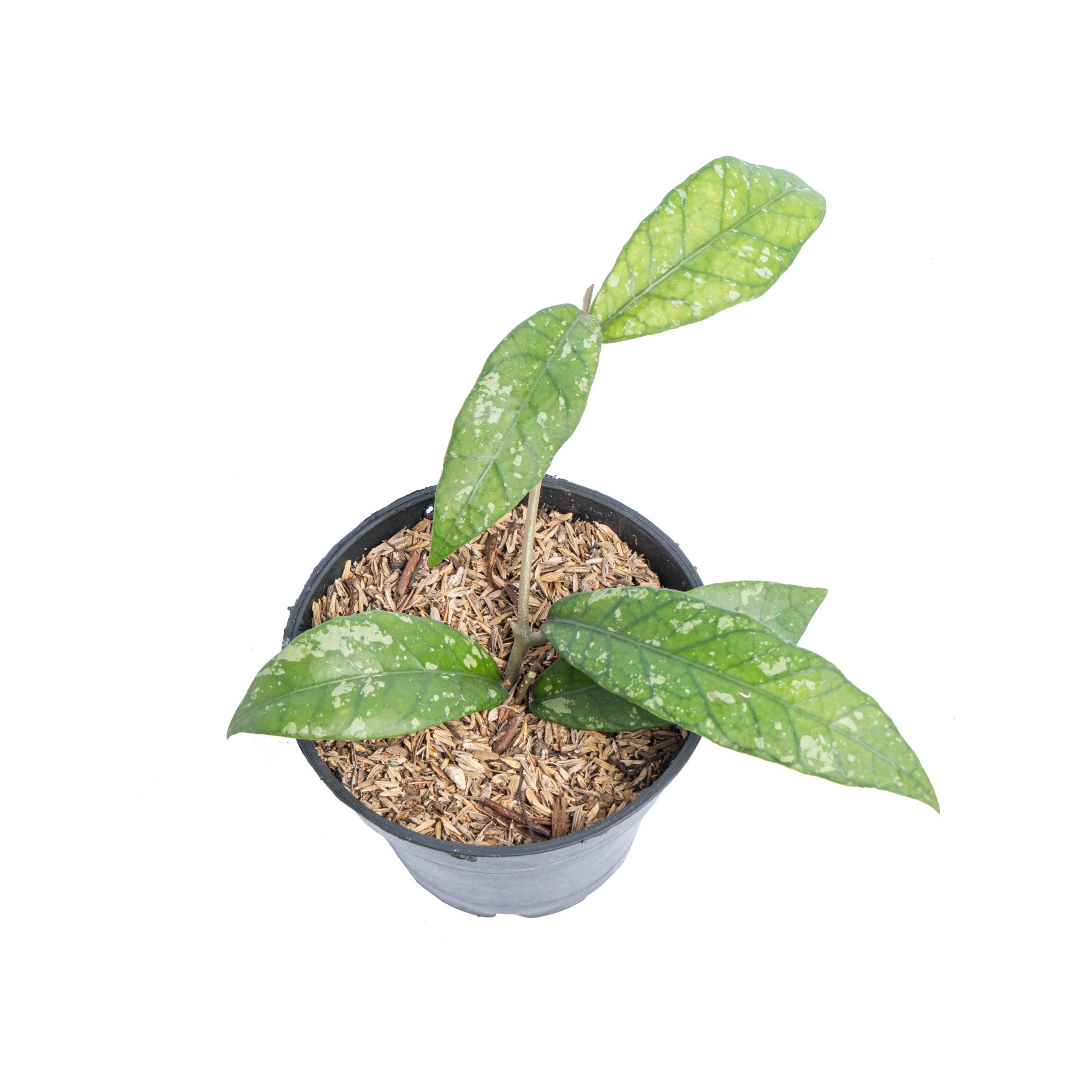 Hoya Sp Aceh splash - Image 5