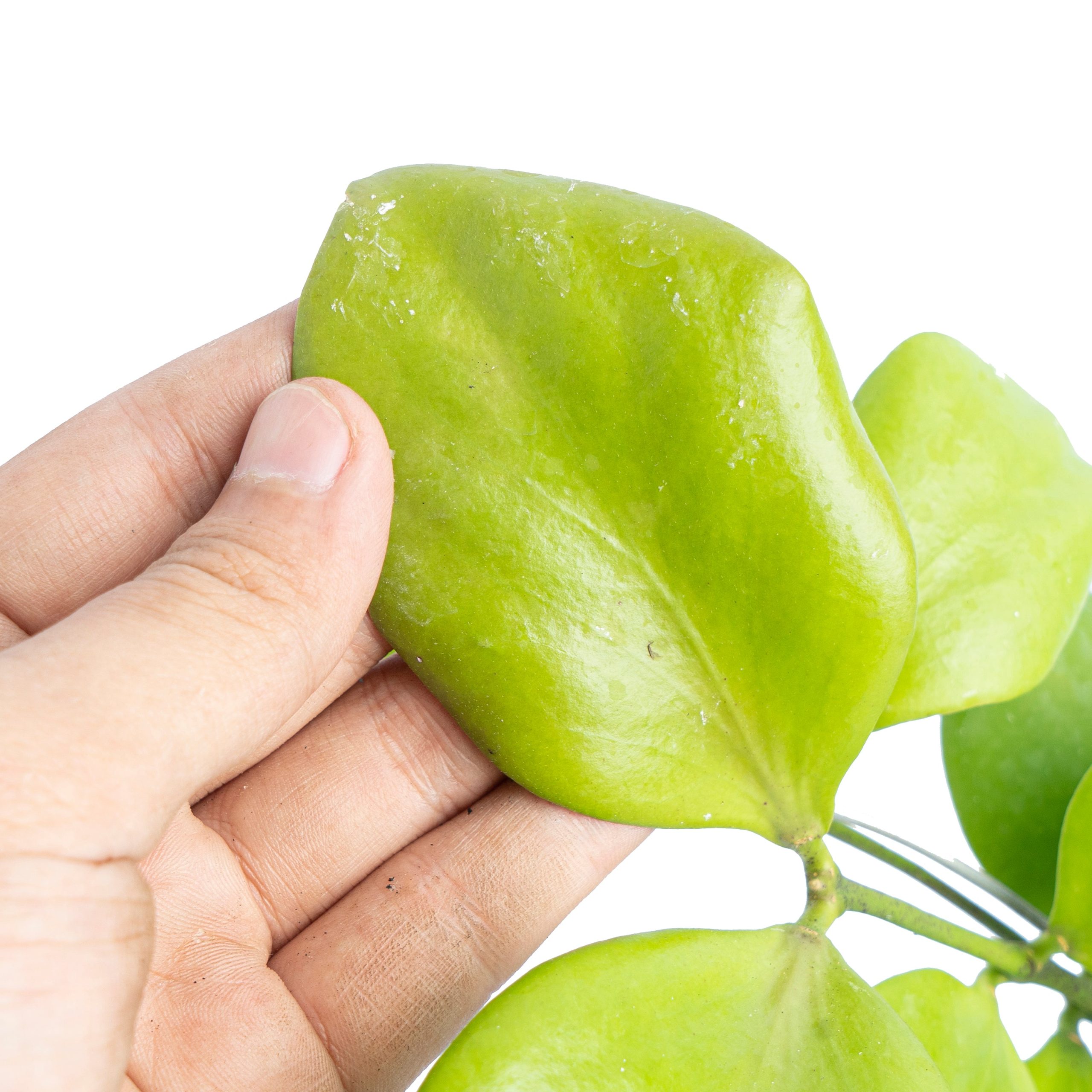 Hoya Anulata - Image 2