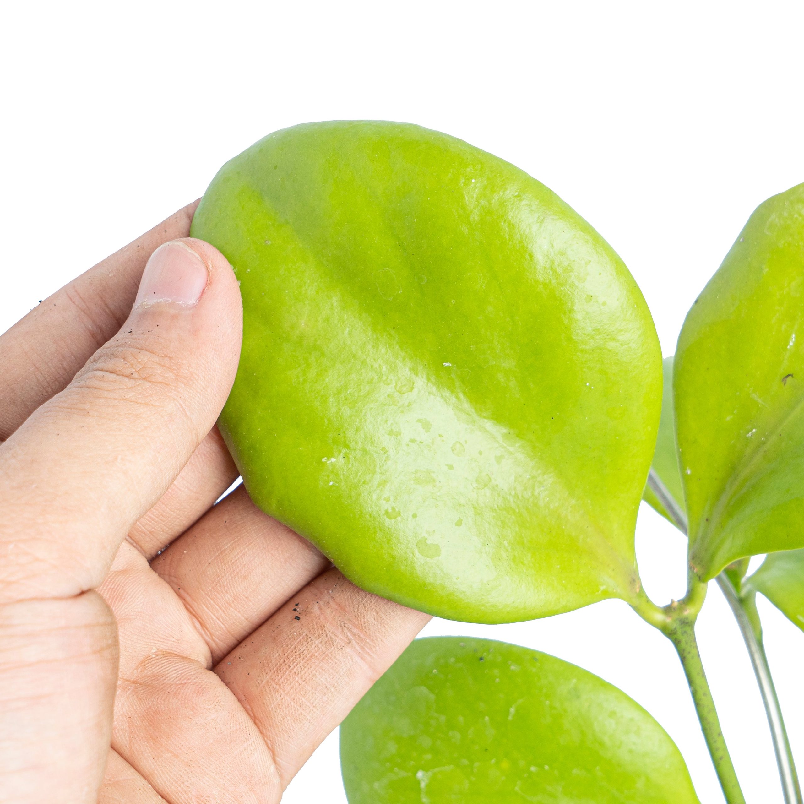 Hoya Anulata - Image 3