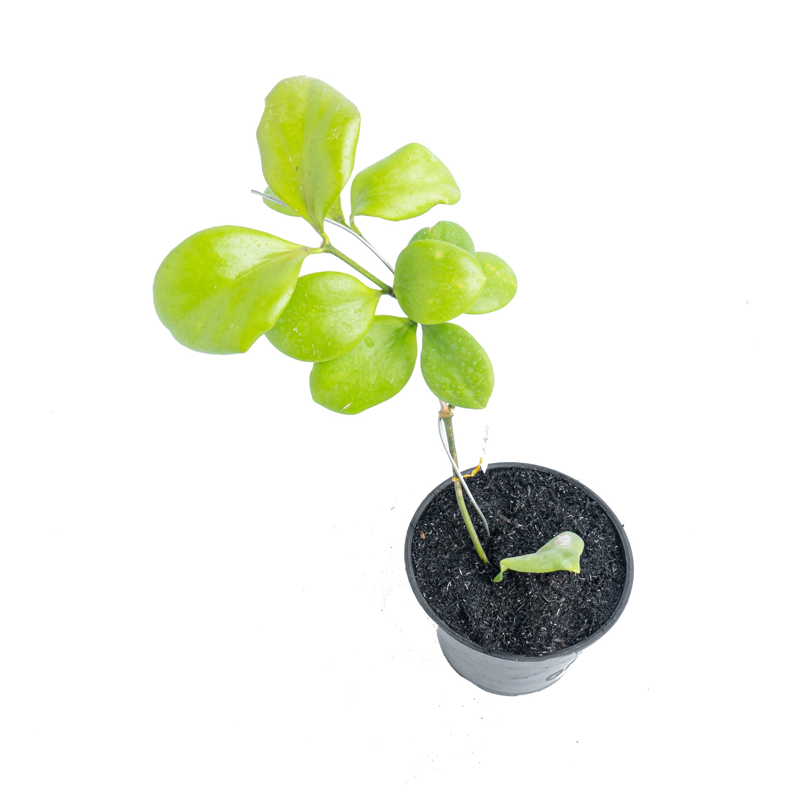 Hoya Anulata - Image 4