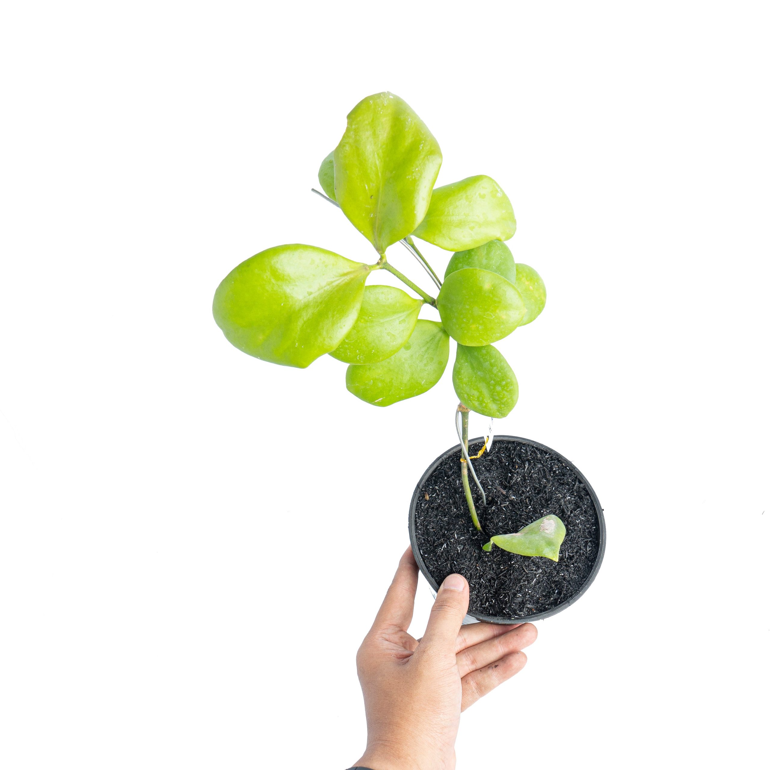 Hoya Anulata - Image 5