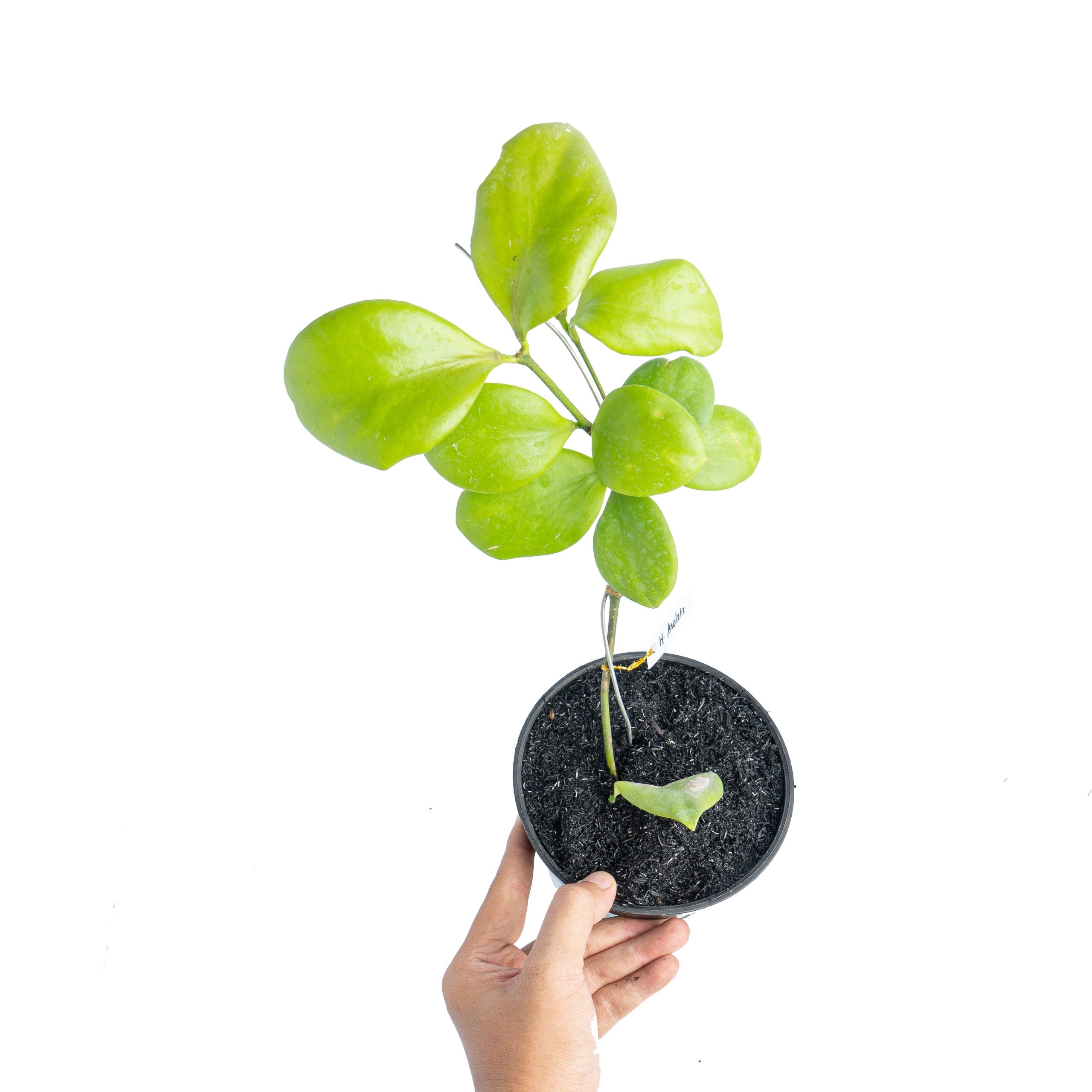 Hoya Anulata - Image 6