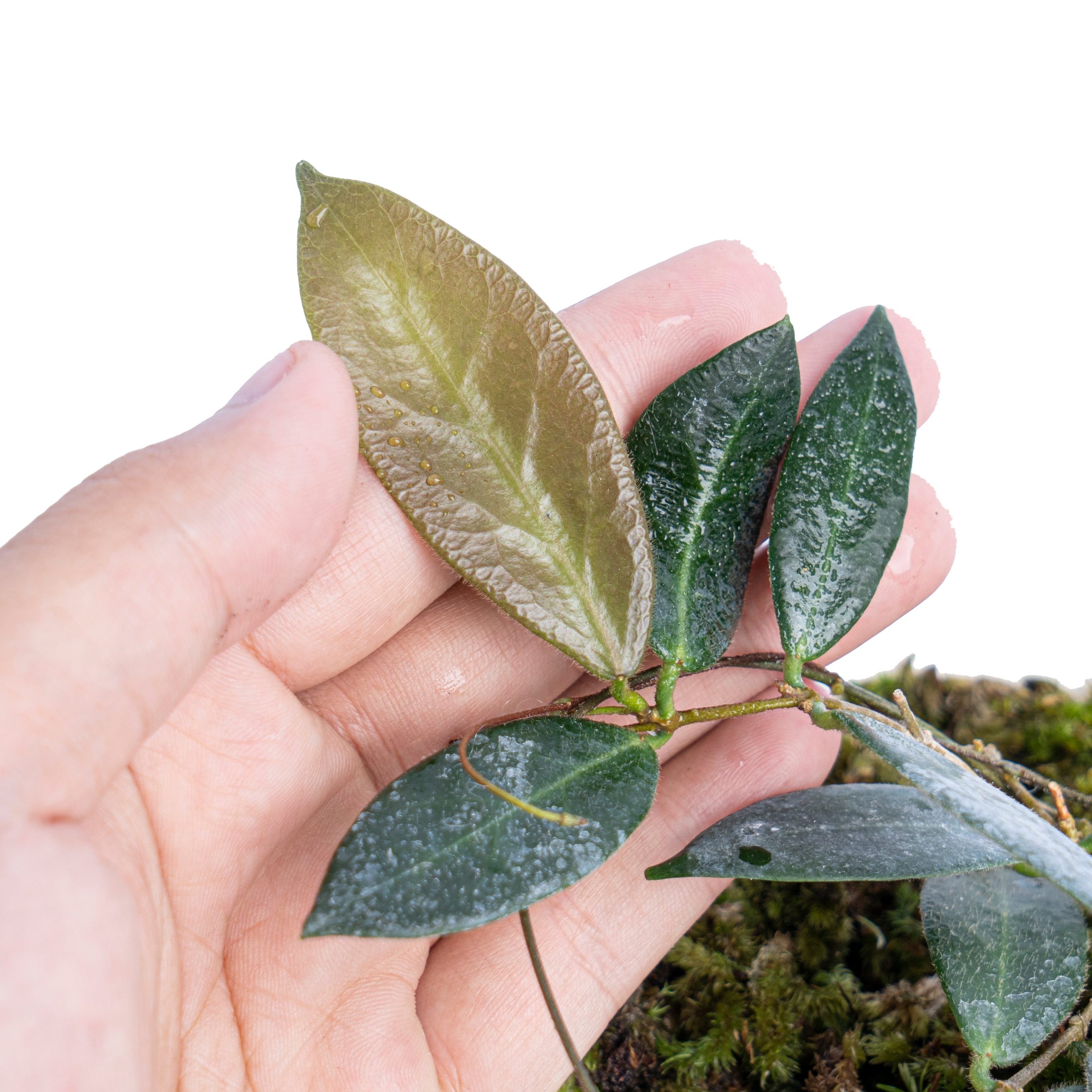 Hoya Patella - Image 2