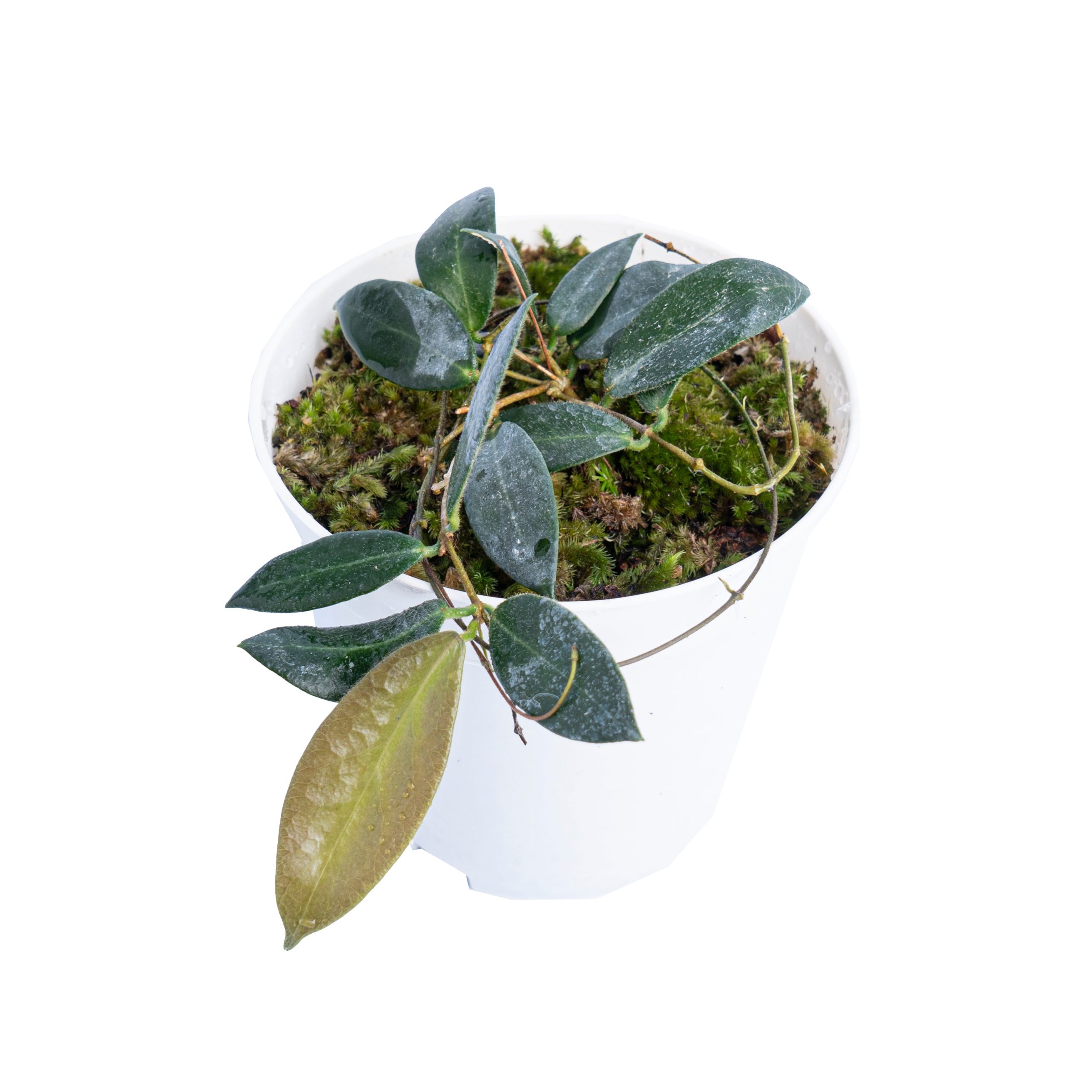 Hoya Patella - Image 3