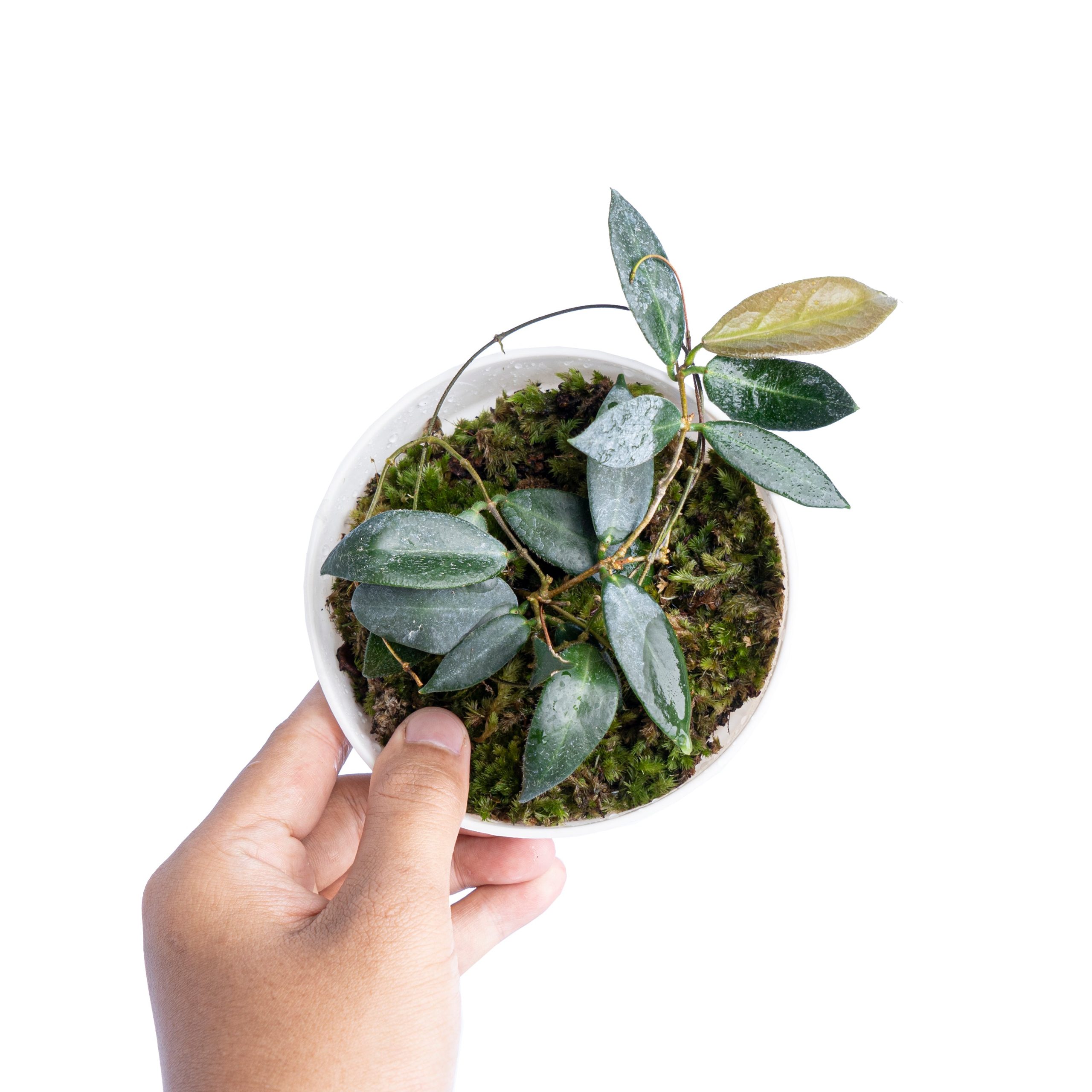 Hoya Patella - Image 4