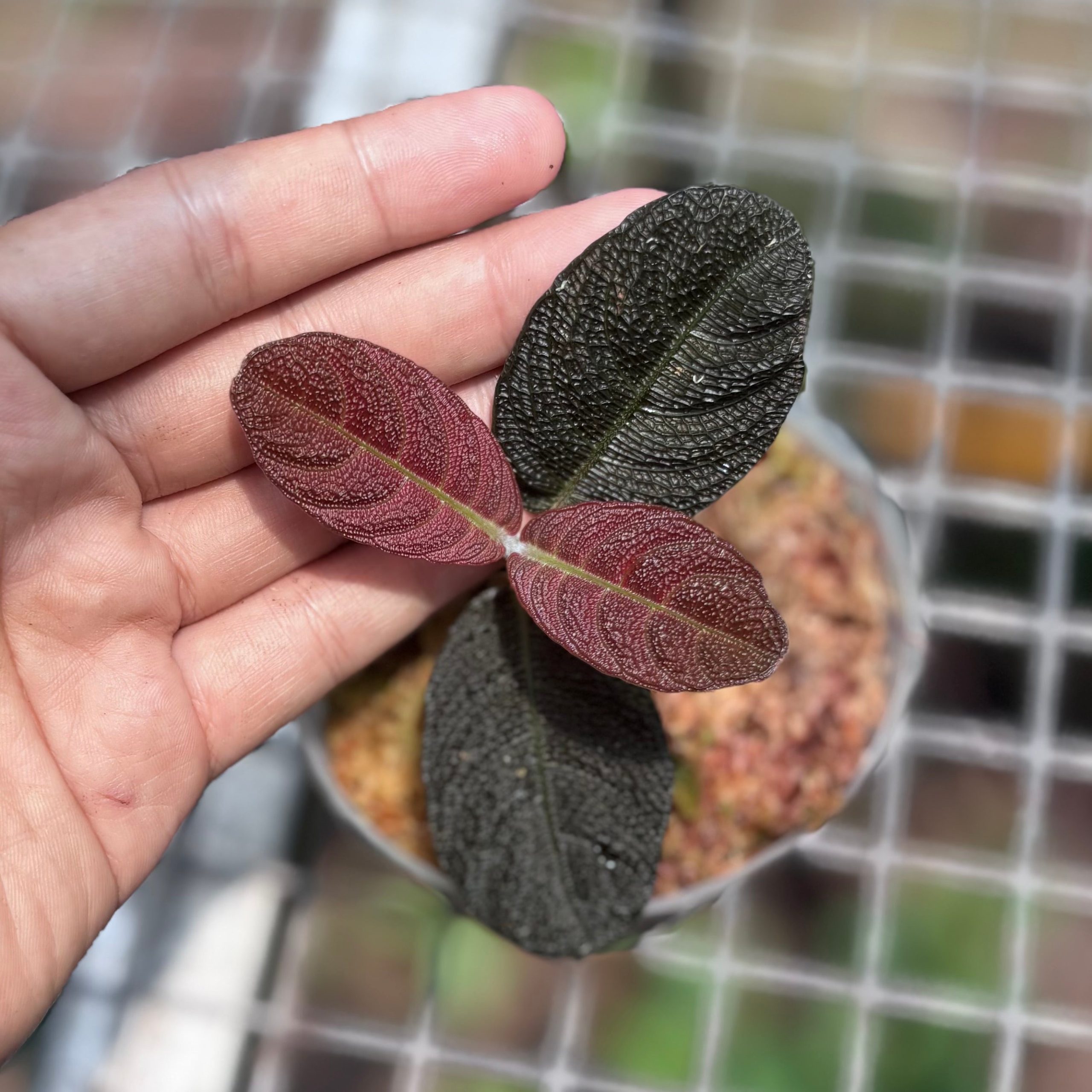 Cosmianthemum black Sp West Borneo - Image 2