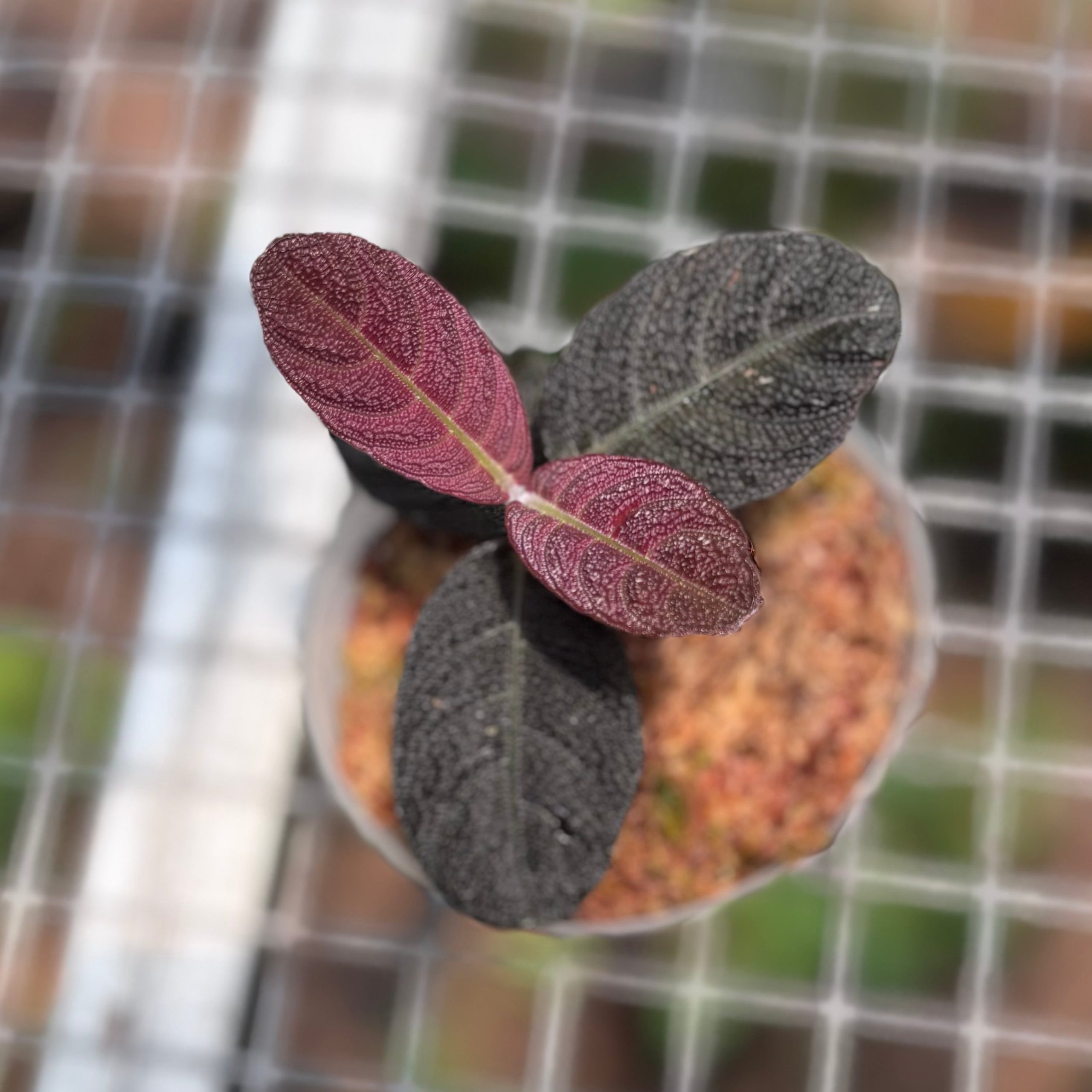 Cosmianthemum black Sp West Borneo - Image 3