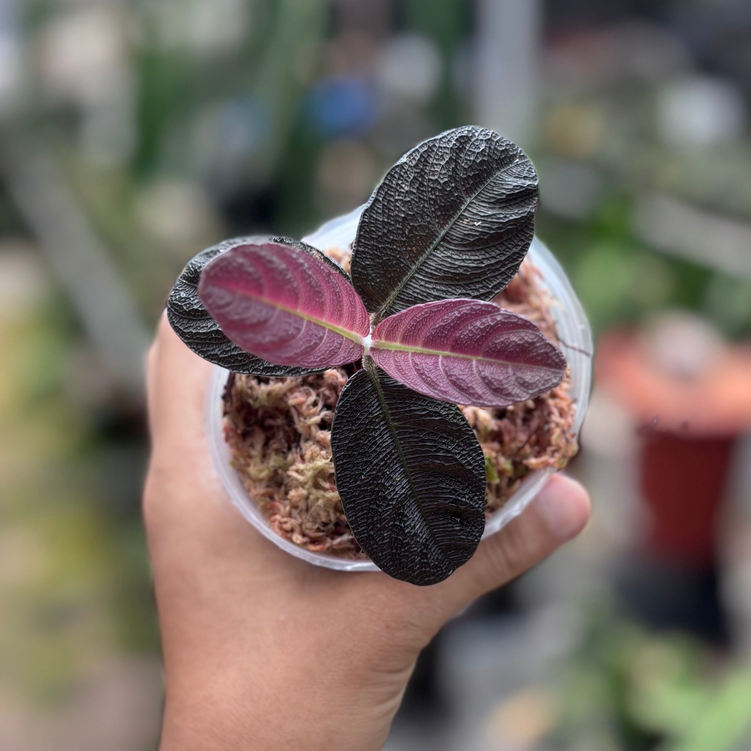 Cosmianthemum black Sp West Borneo - Image 4