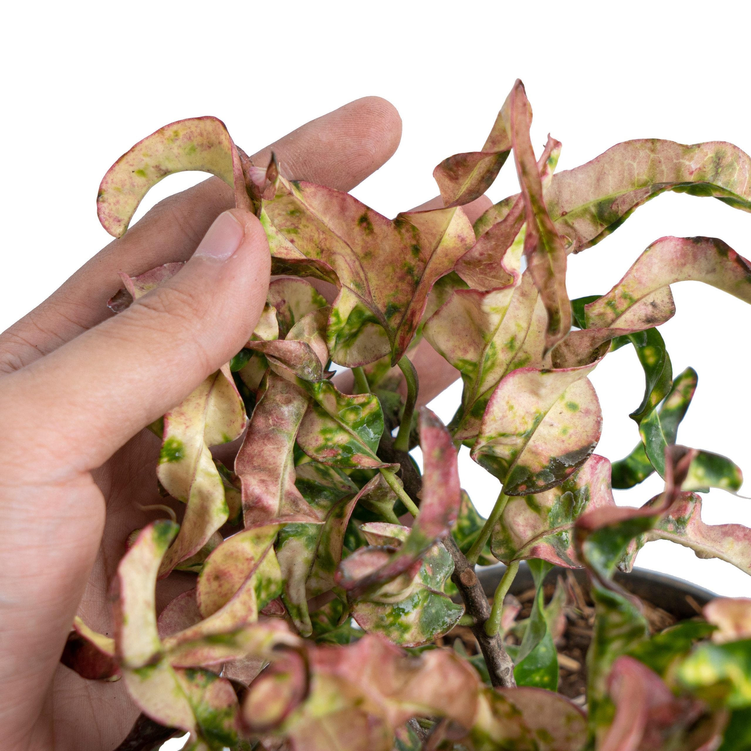 Croton Cristata - Image 2