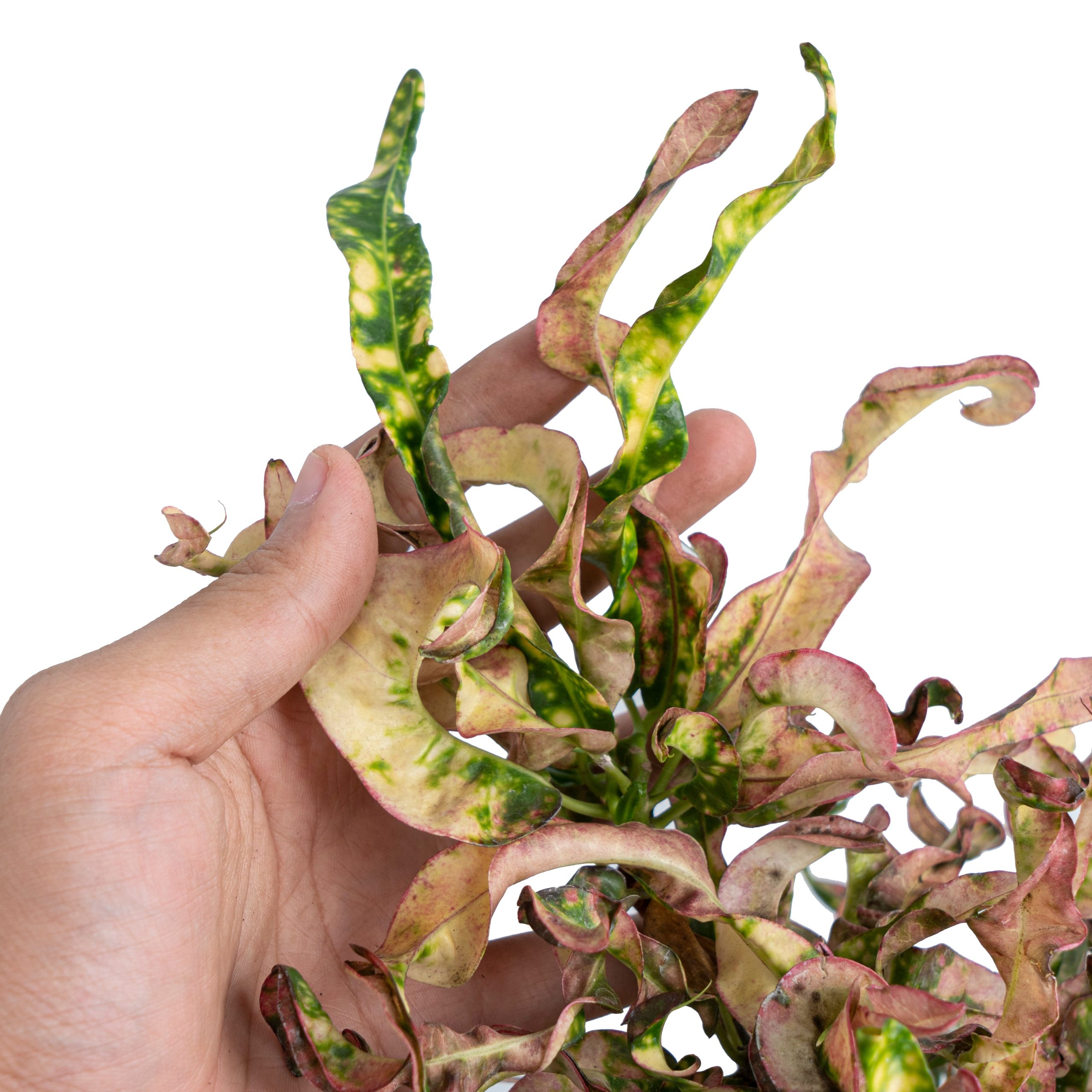 Croton Cristata - Image 3