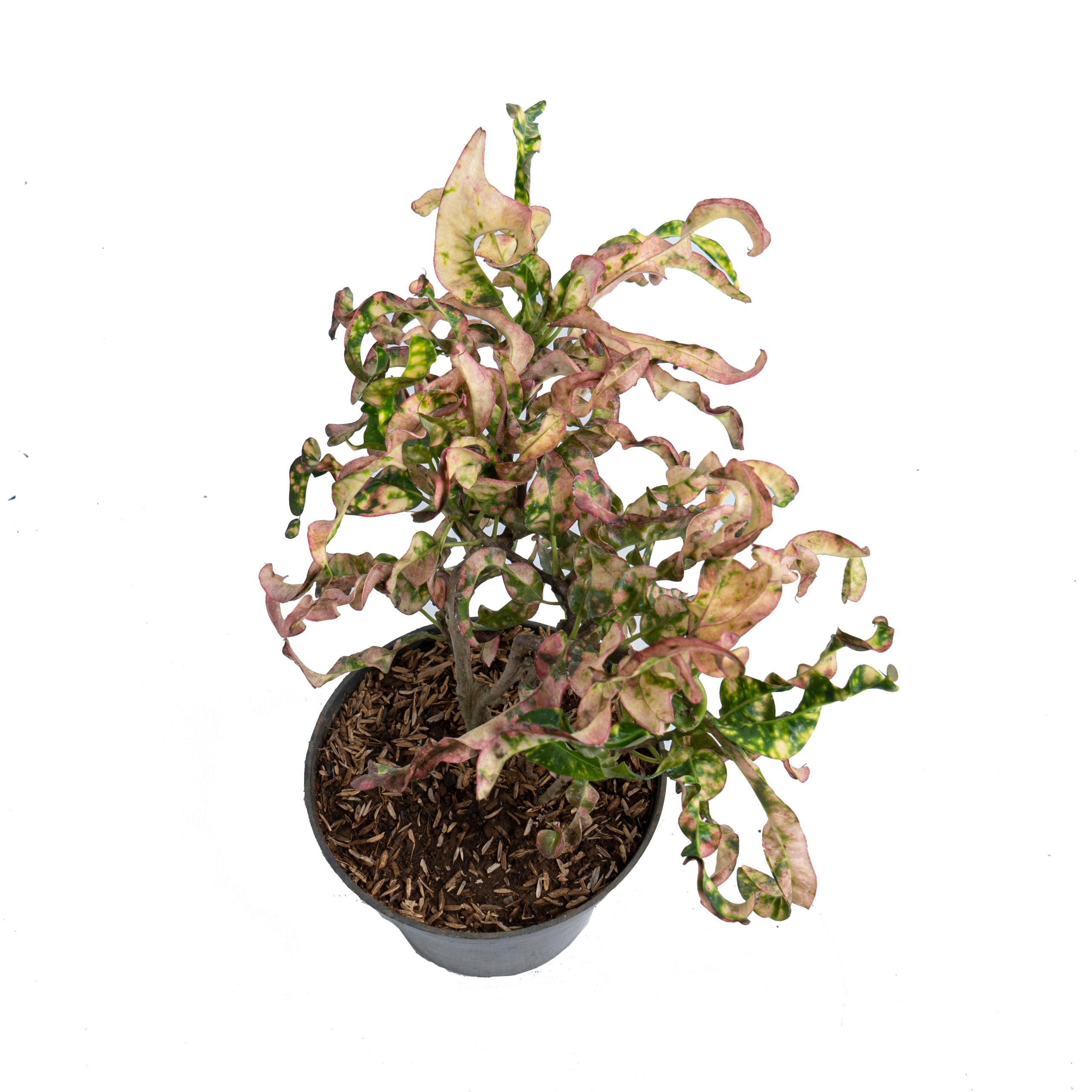 Croton Cristata - Image 4