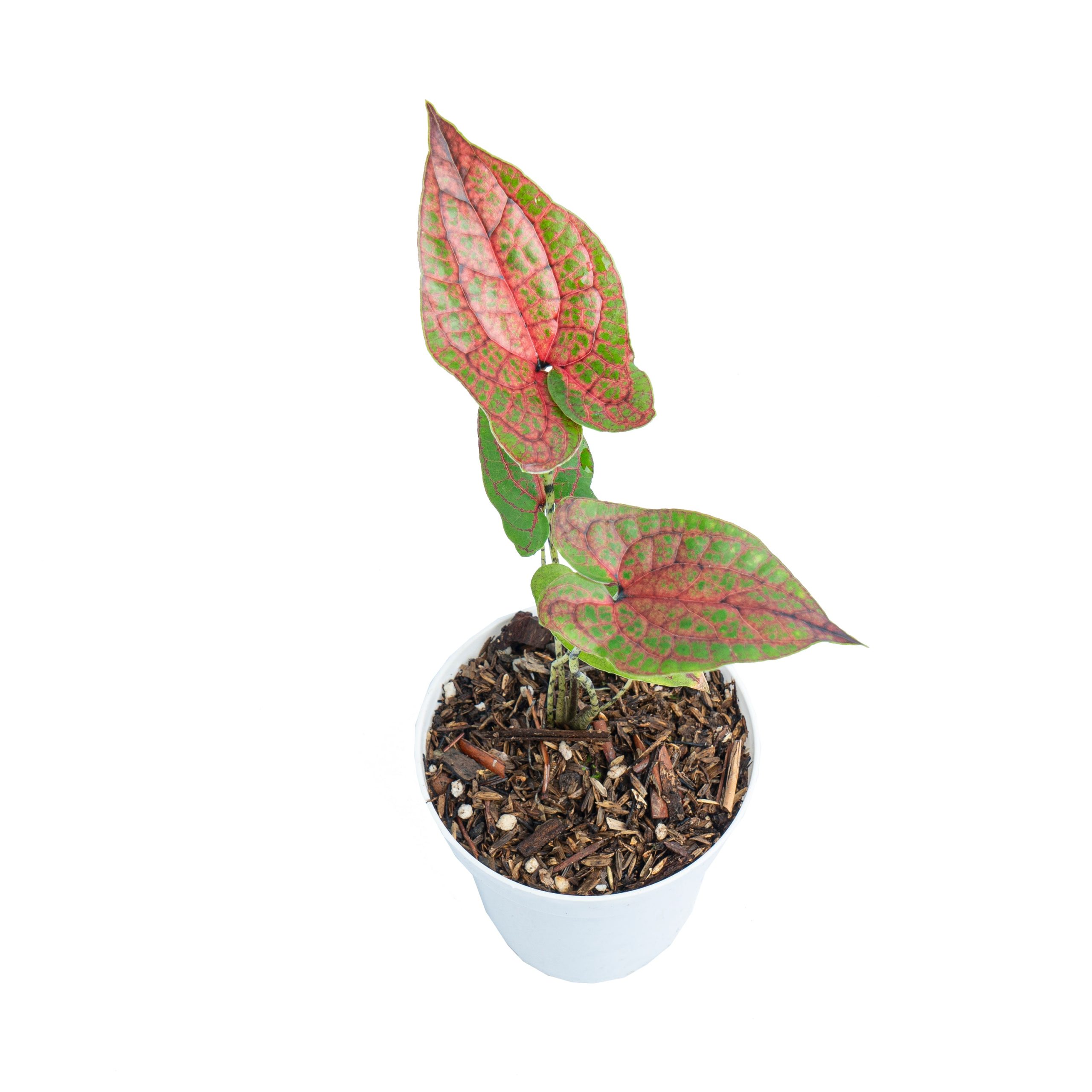 Cyrtosperma johnstonii - Image 4
