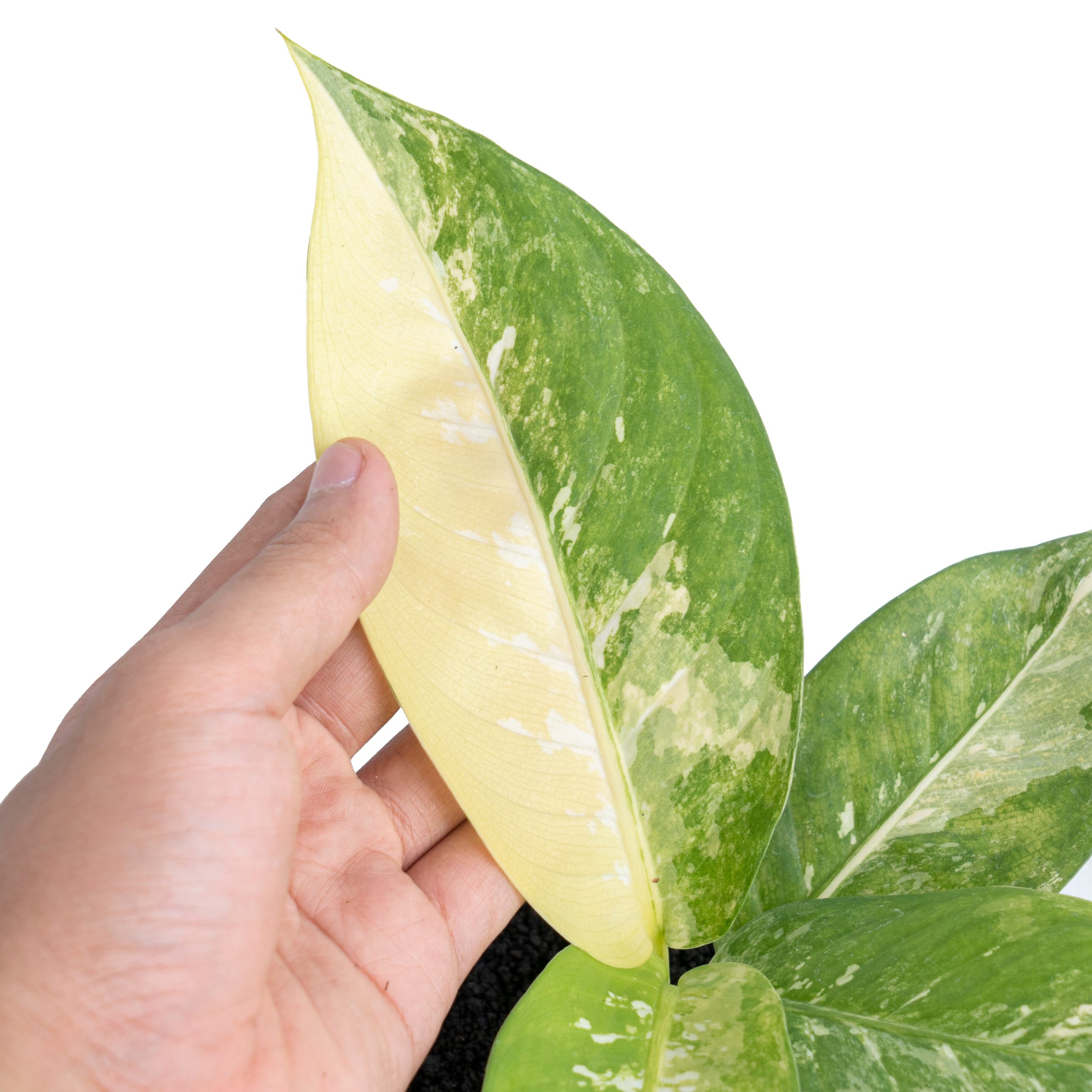 Dieffenbachia Albo Variegated - Image 2