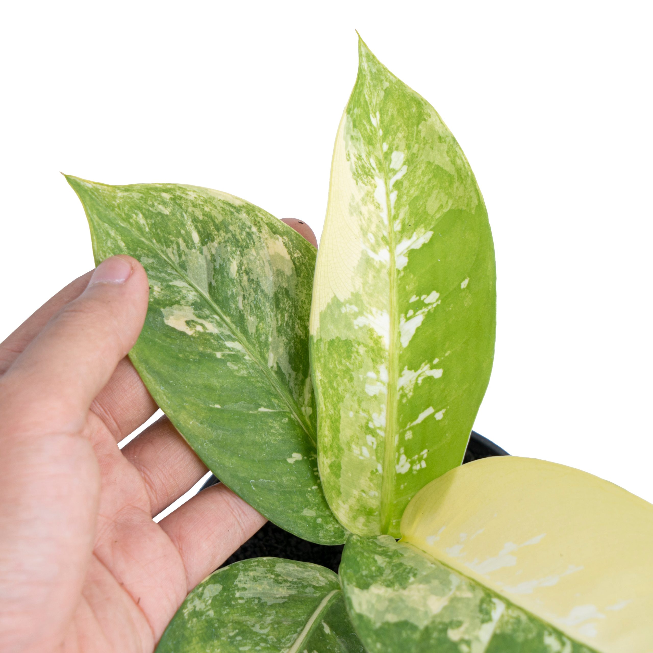 Dieffenbachia Albo Variegated - Image 3