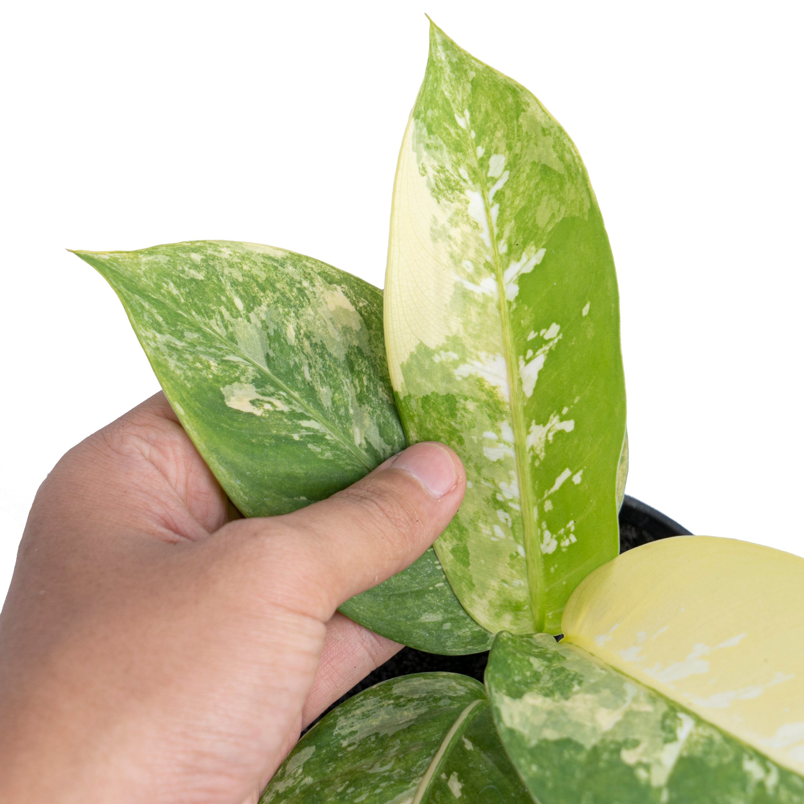Dieffenbachia Albo Variegated - Image 4