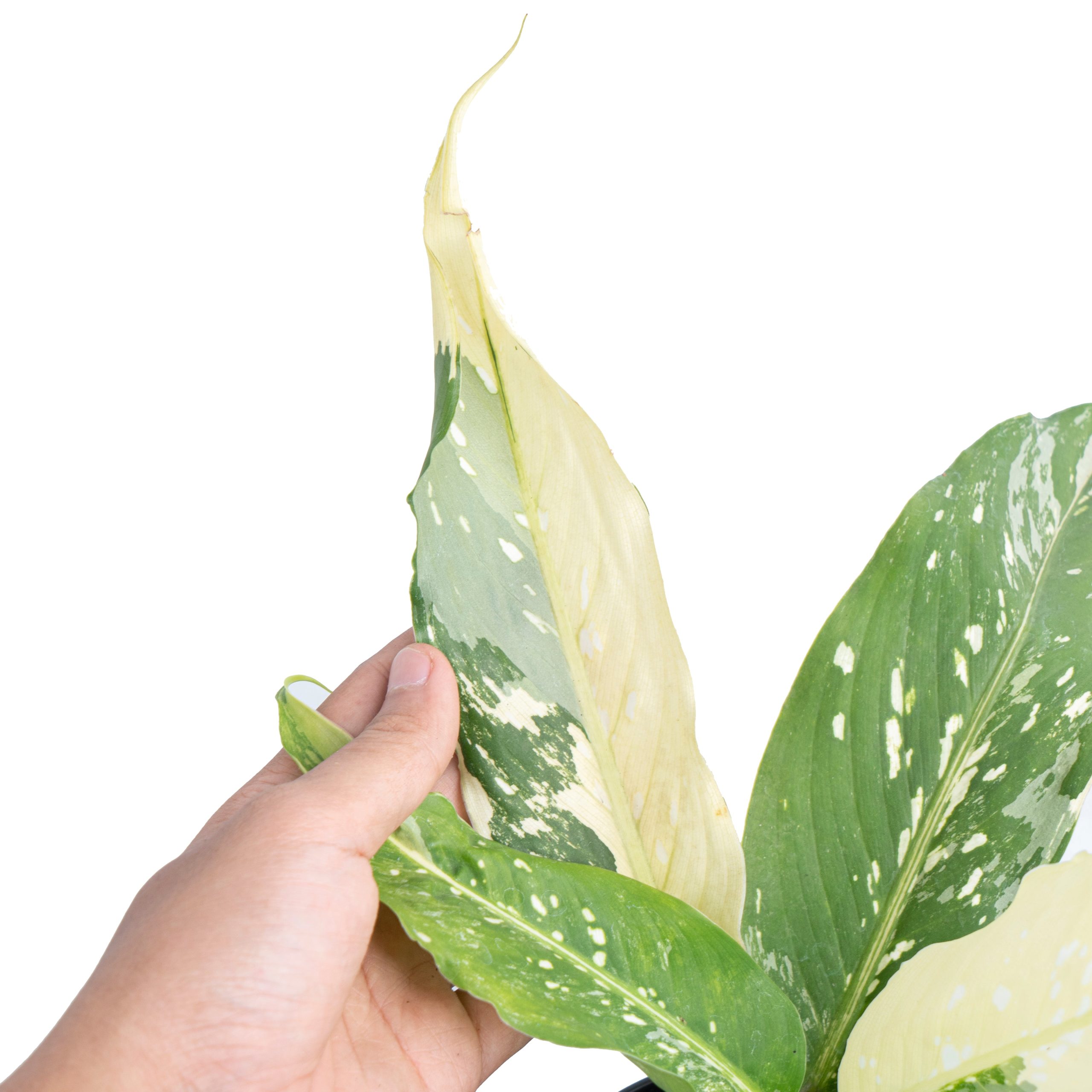 Dieffenbachia Narrow Albo Variegated - Image 2