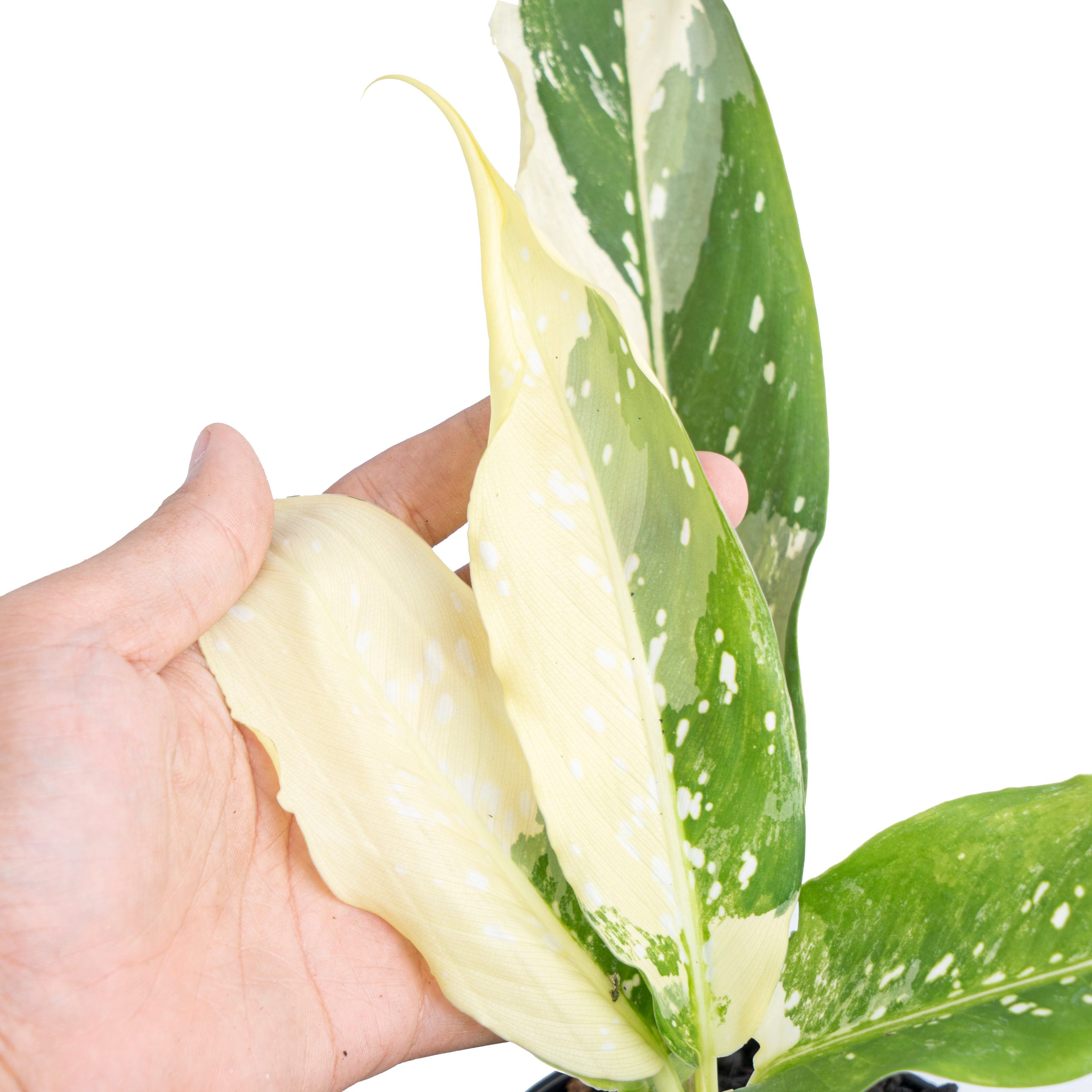 Dieffenbachia Narrow Albo Variegated - Image 3
