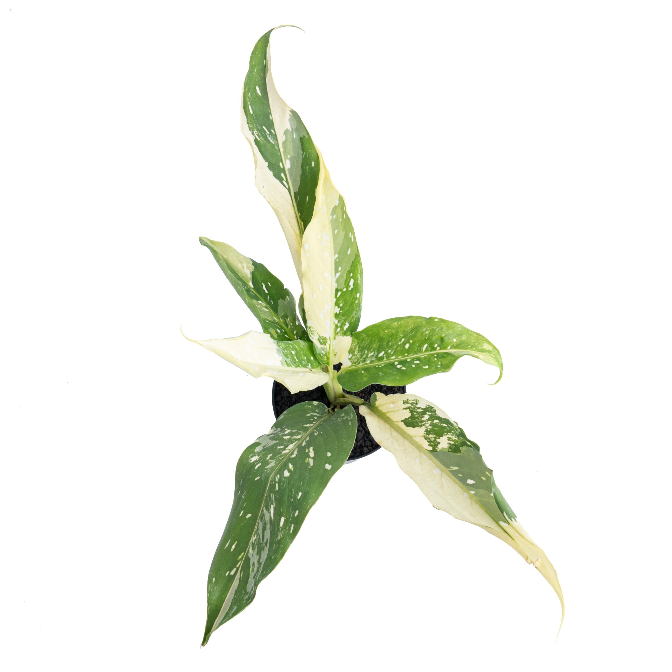 Dieffenbachia Narrow Albo Variegated - Image 4