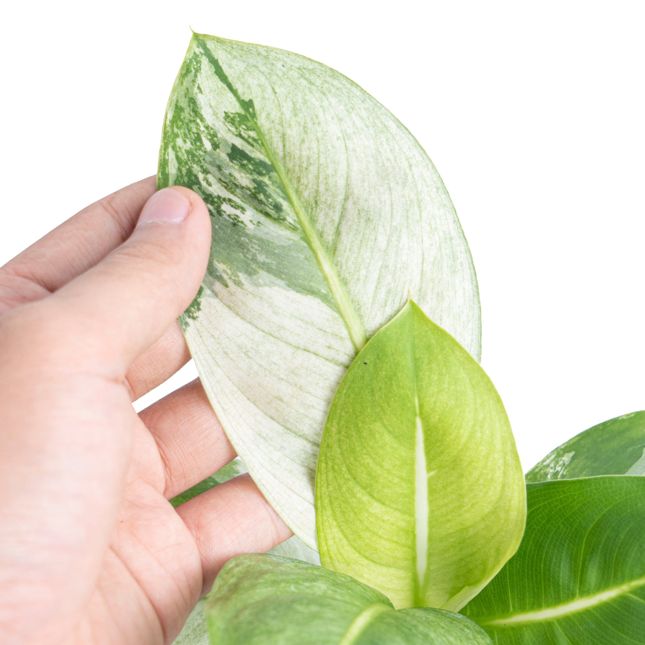Dieffenbachia Round Leaf Albo Variegated - Image 2