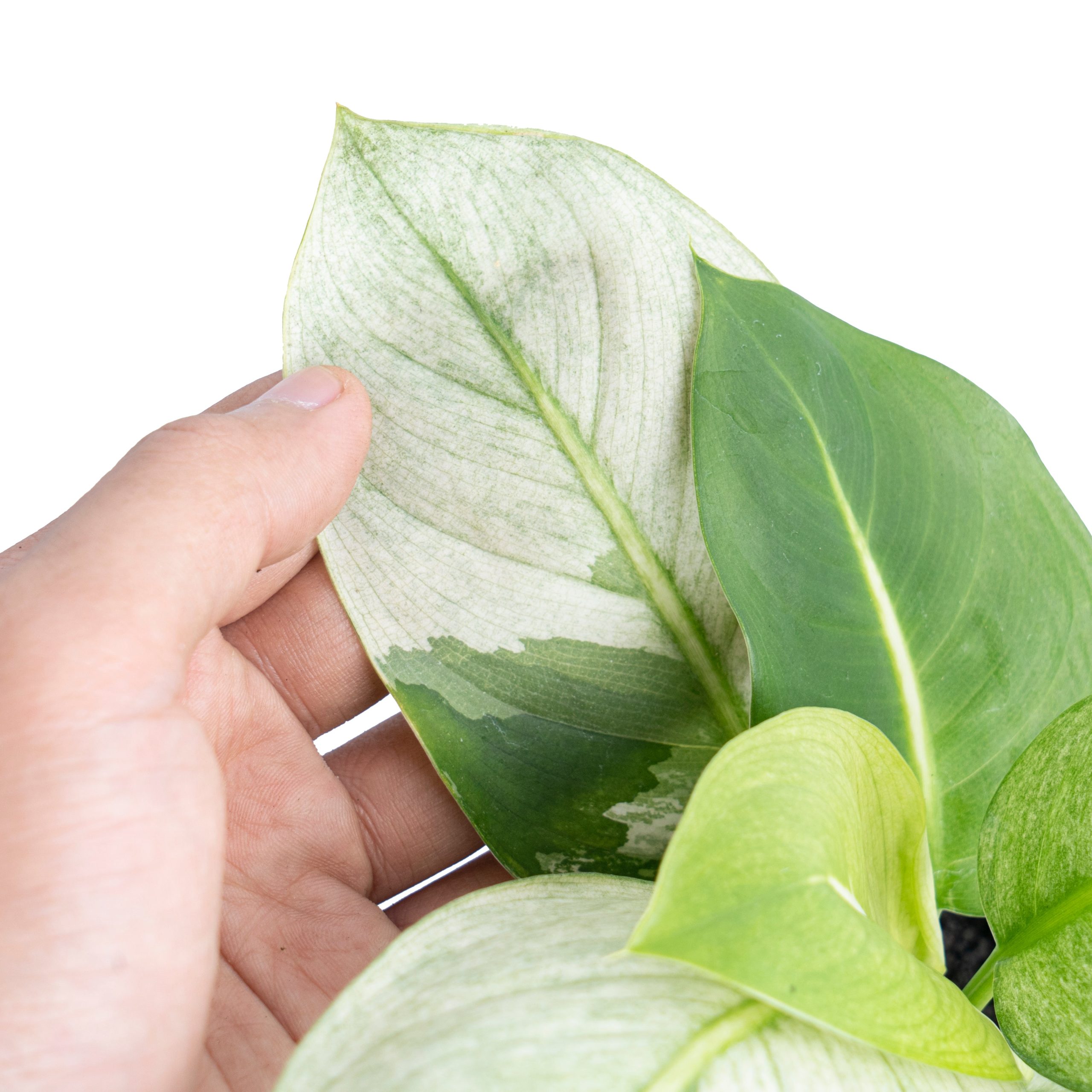 Dieffenbachia Round Leaf Albo Variegated - Image 3