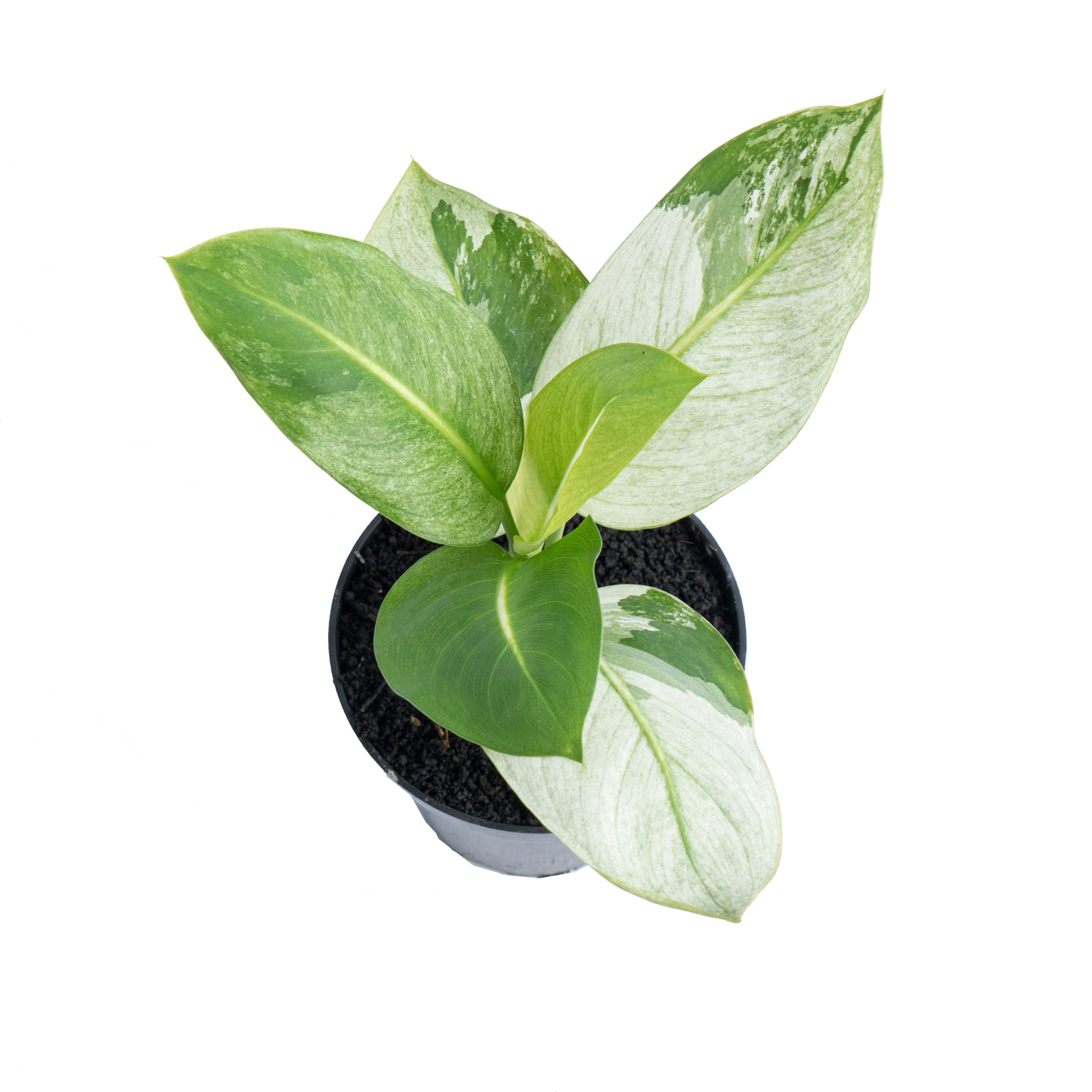 Dieffenbachia Round Leaf Albo Variegated - Image 4