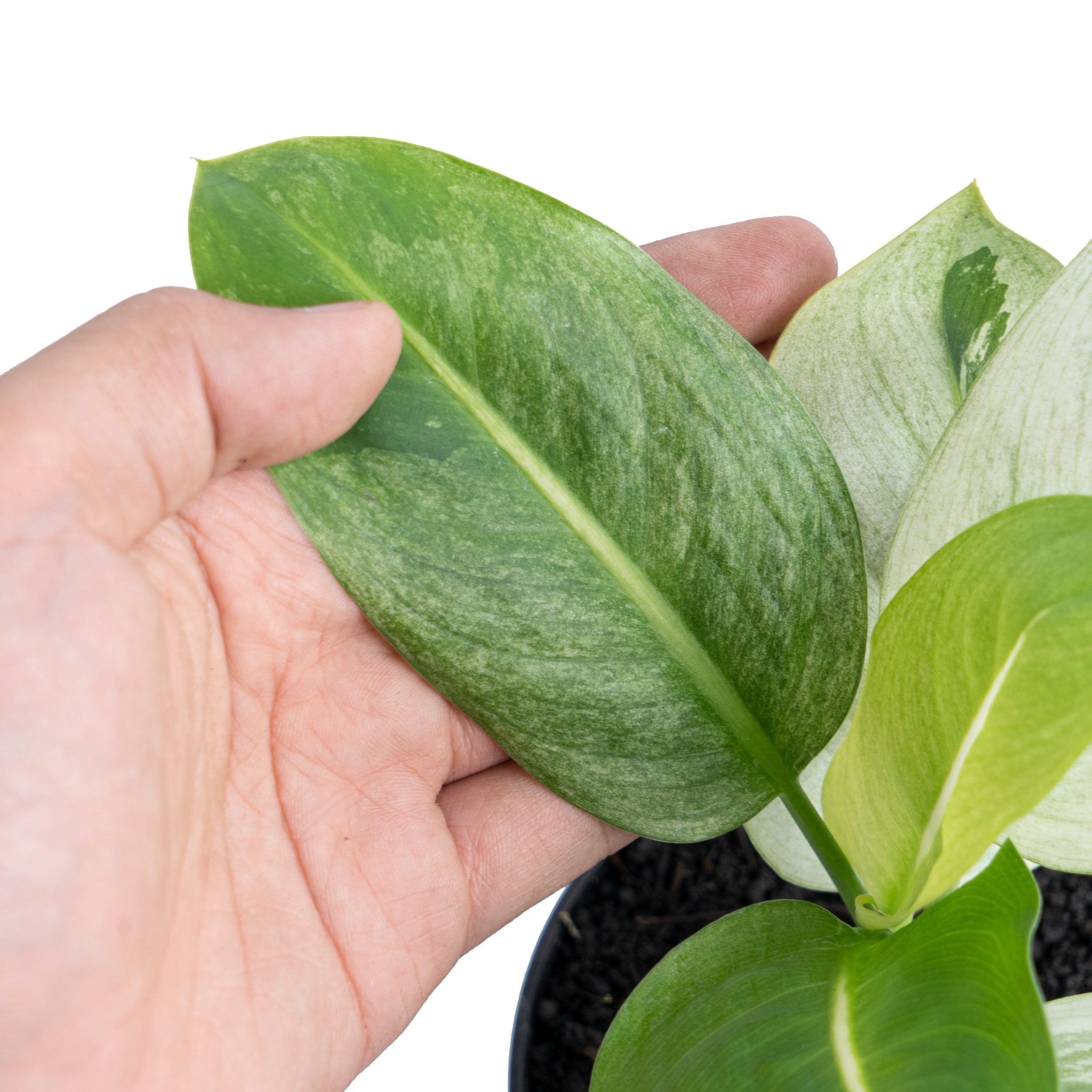 Dieffenbachia Round Leaf Albo Variegated - Image 5