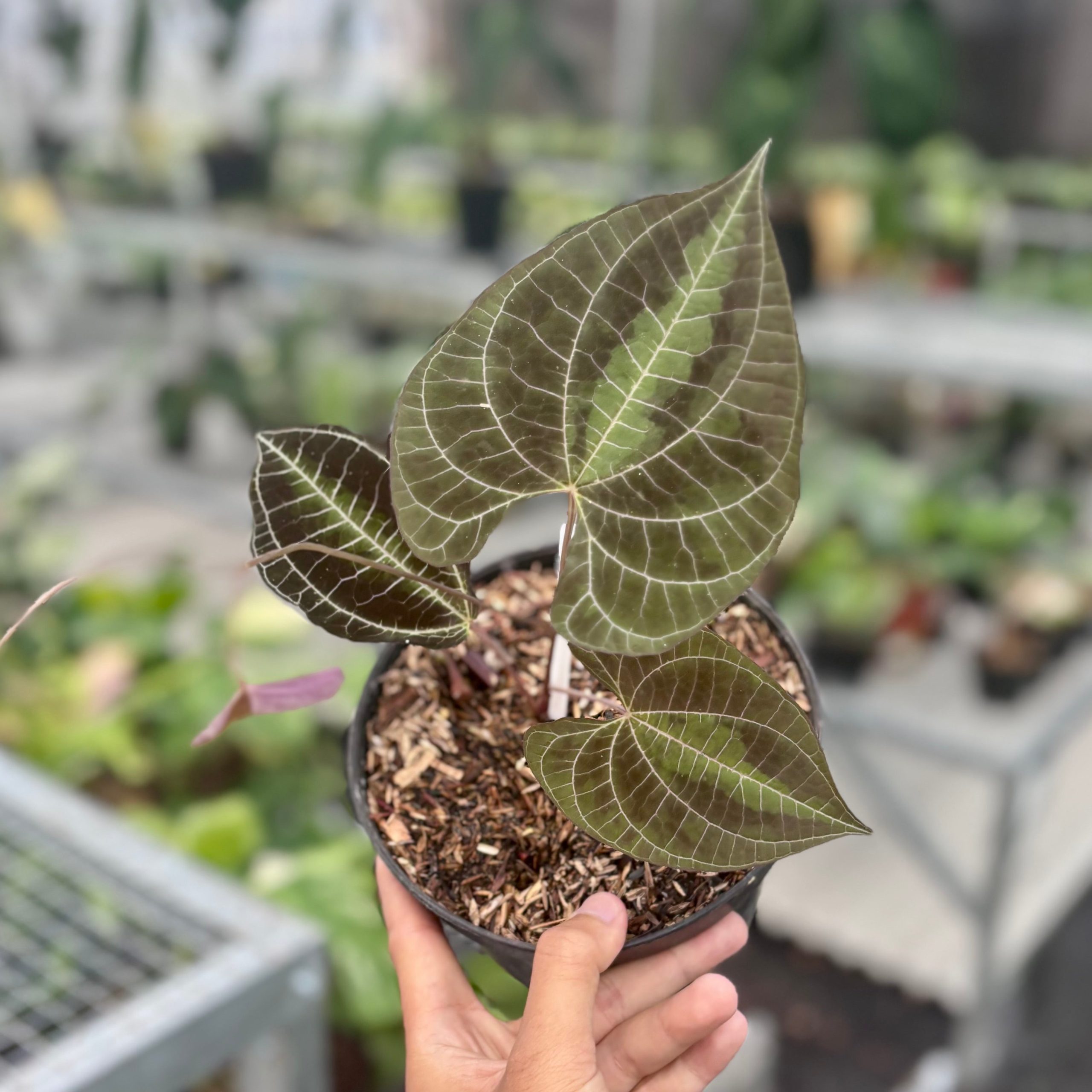 Dioscorea discolor - Image 4