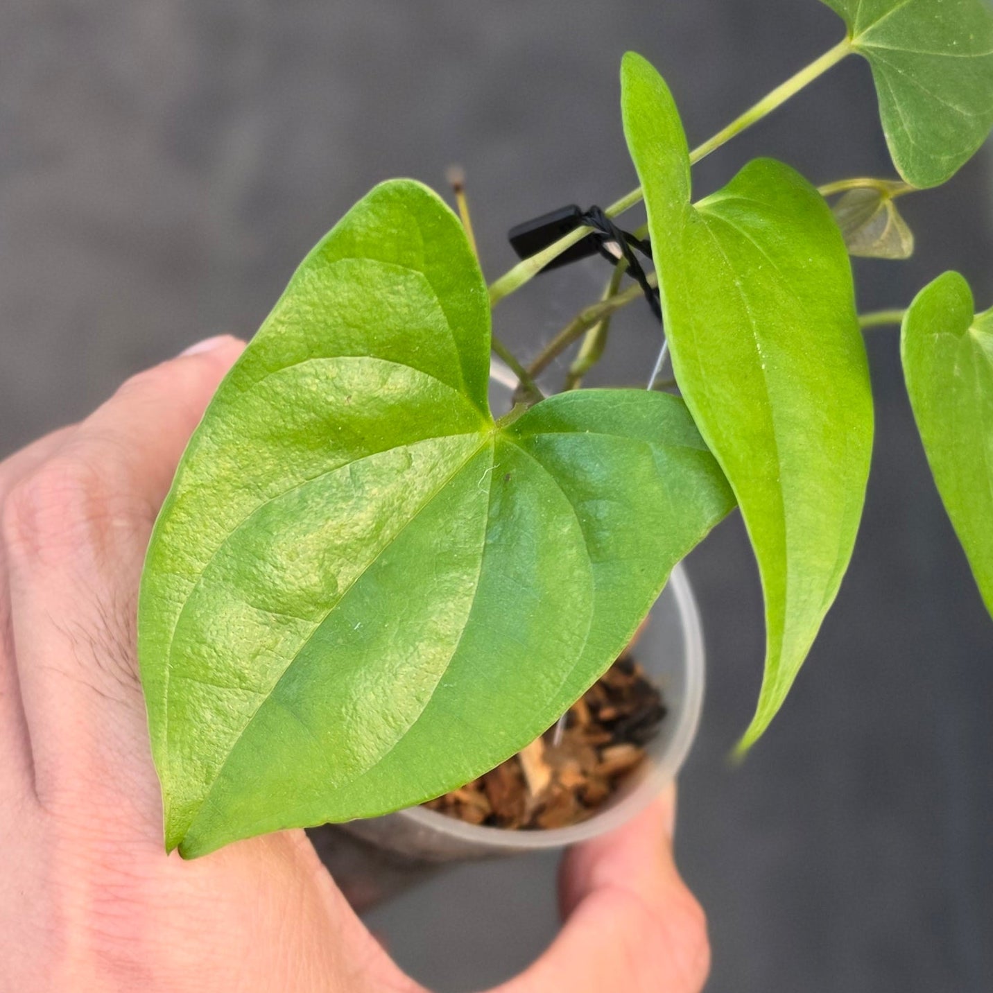 Dioscorea sp golden - Image 2
