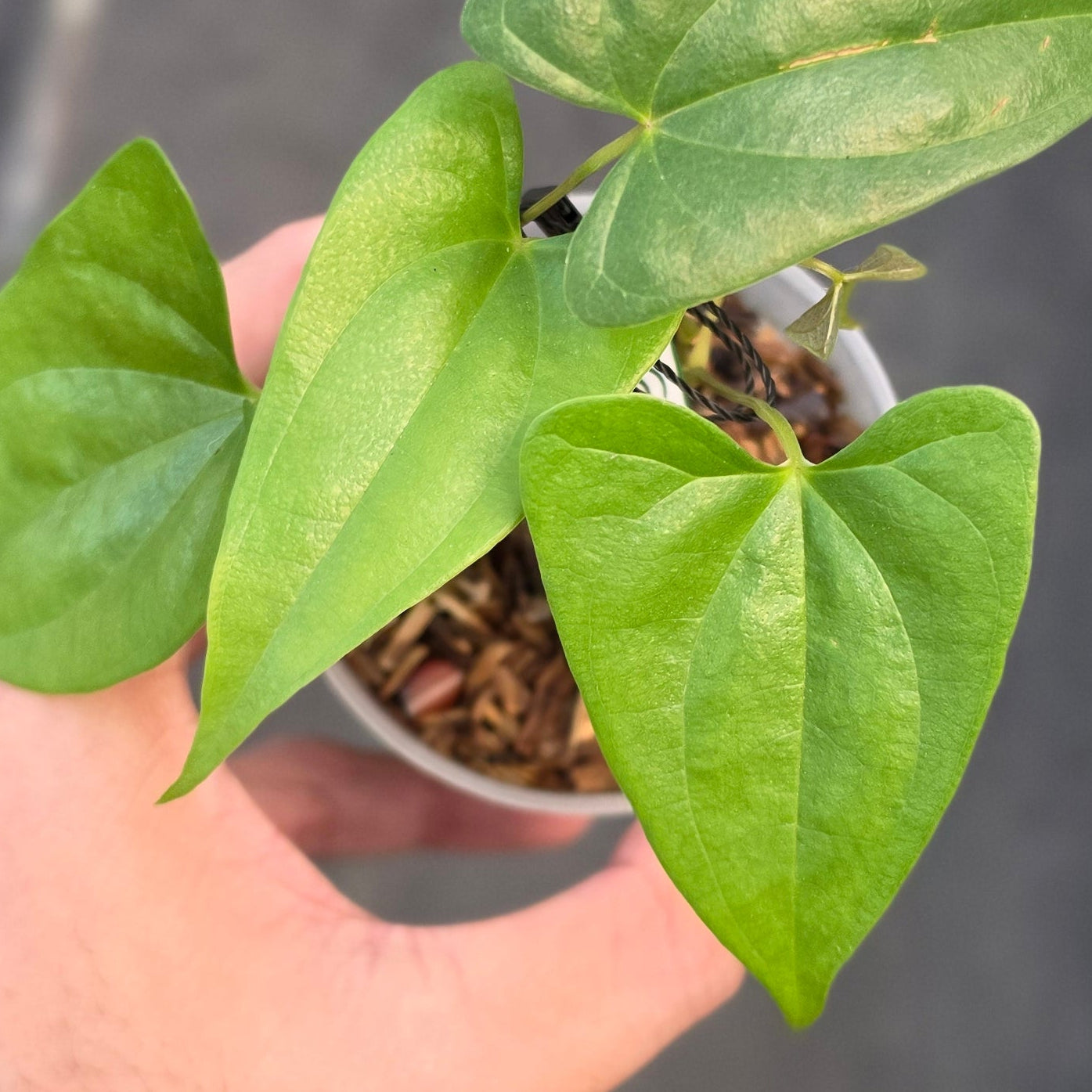 Dioscorea sp golden - Image 3