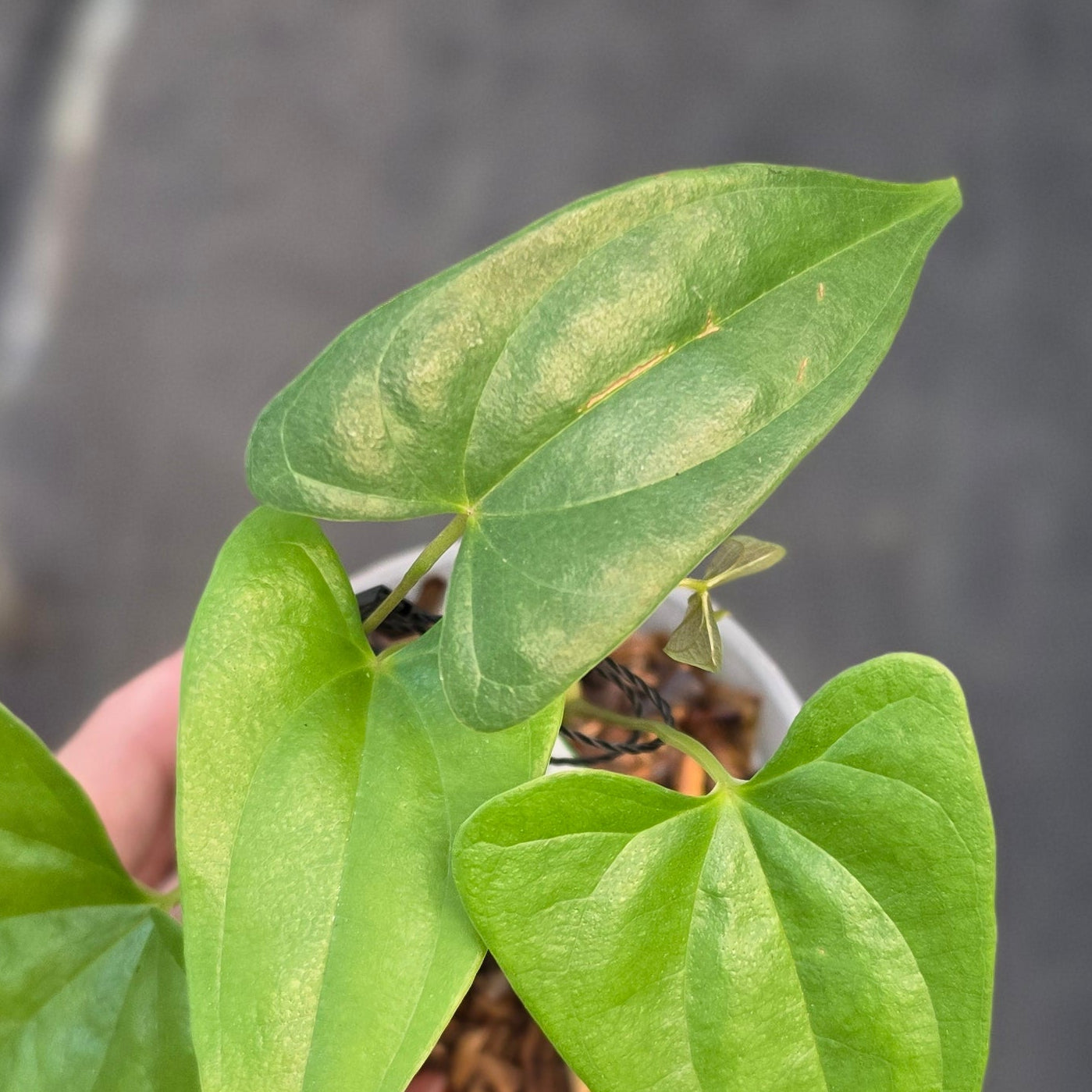 Dioscorea sp golden - Image 4