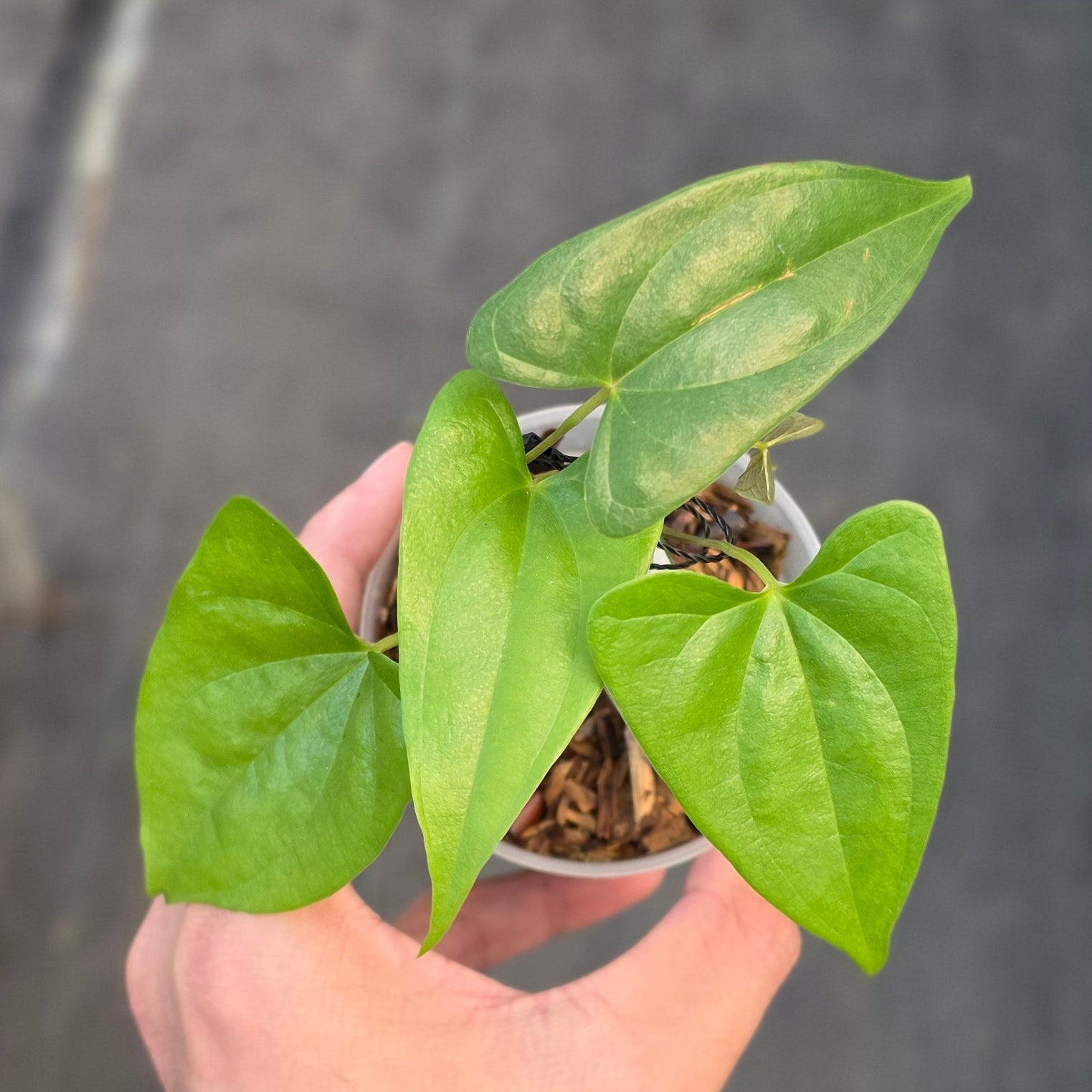 Dioscorea sp golden - Image 5