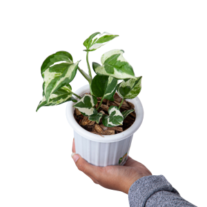 Epipremnum Aureum Snow Queen