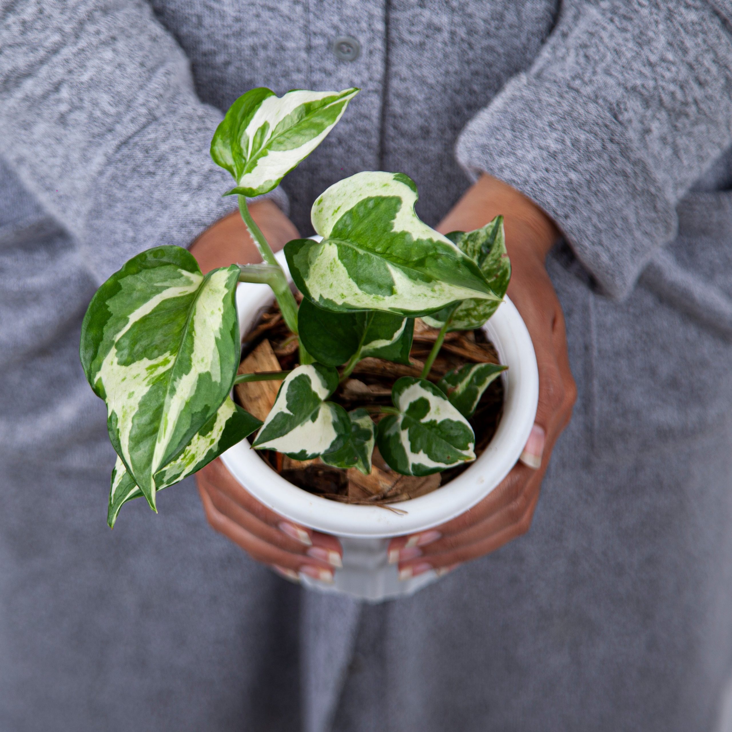 Epipremnum Aureum Snow Queen - Image 2