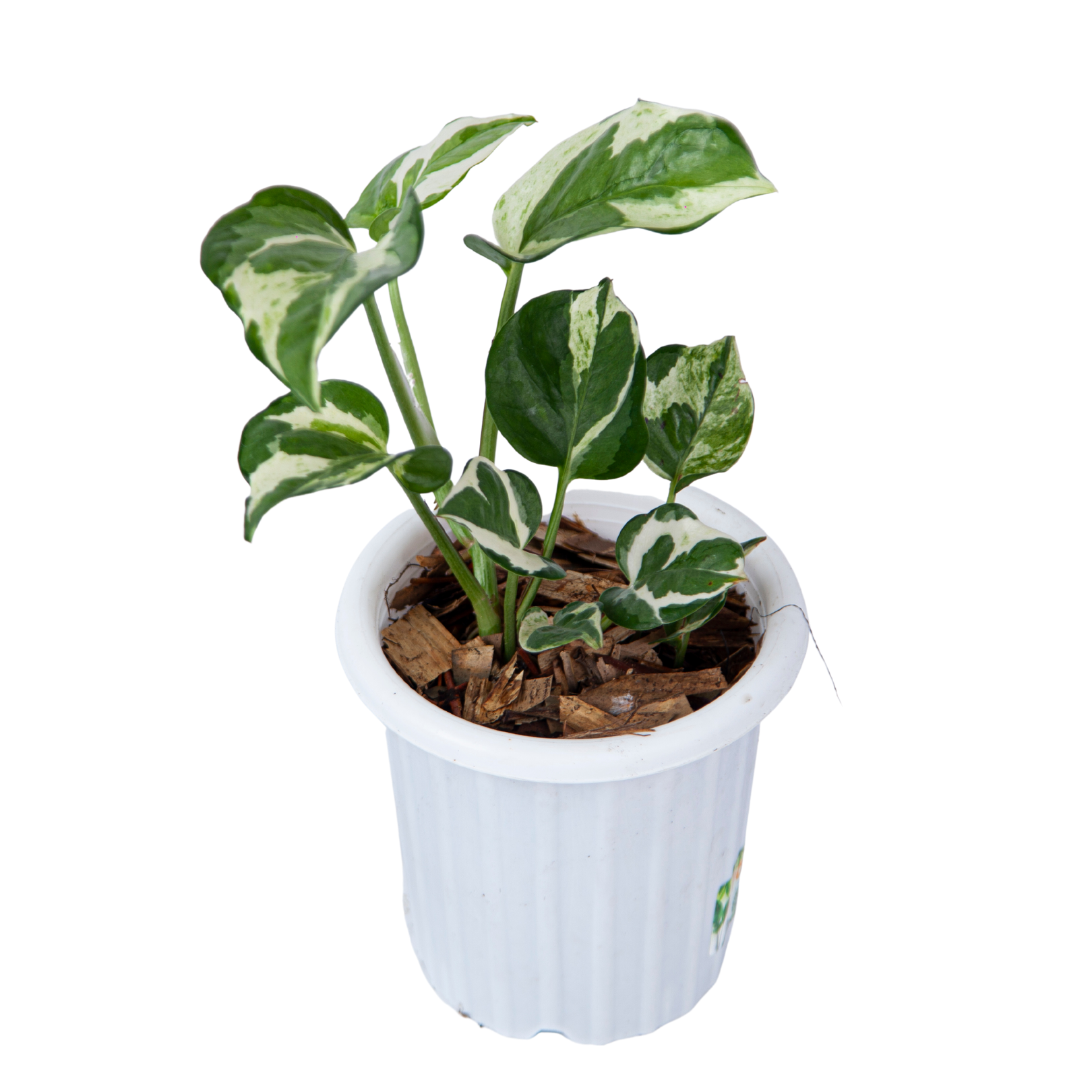 Epipremnum Aureum Snow Queen - Image 3