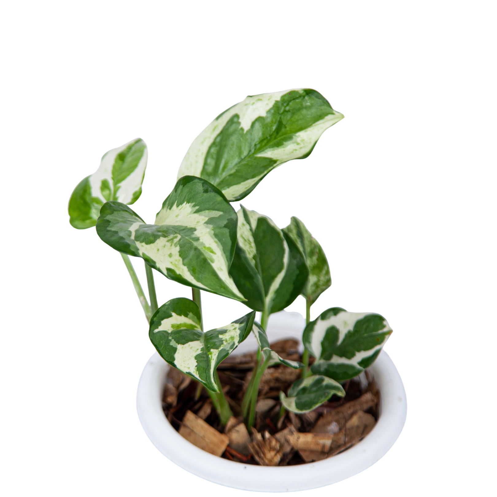 Epipremnum Aureum Snow Queen - Image 4