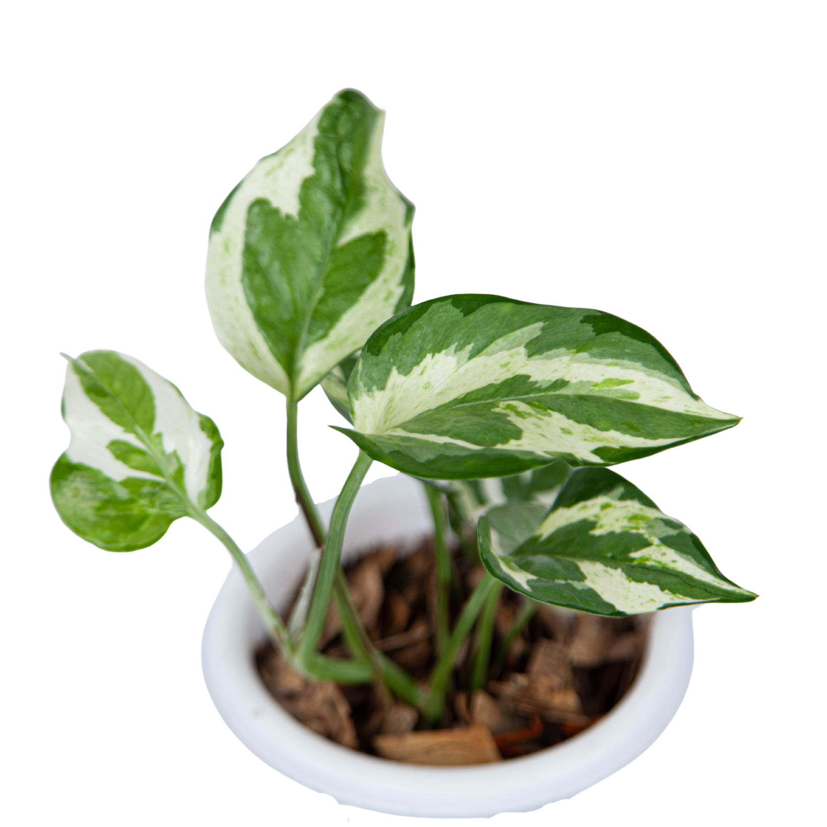 Epipremnum Aureum Snow Queen - Image 5