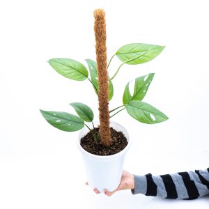 Epipremnum Pinnatum Cebu Blue - Mature size