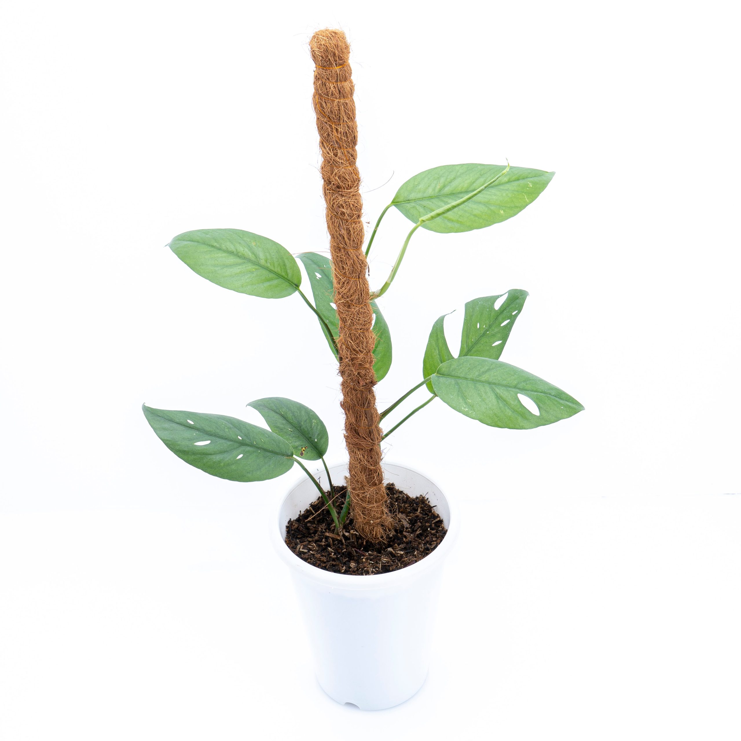 Epipremnum Pinnatum Cebu Blue - Mature size - Image 7