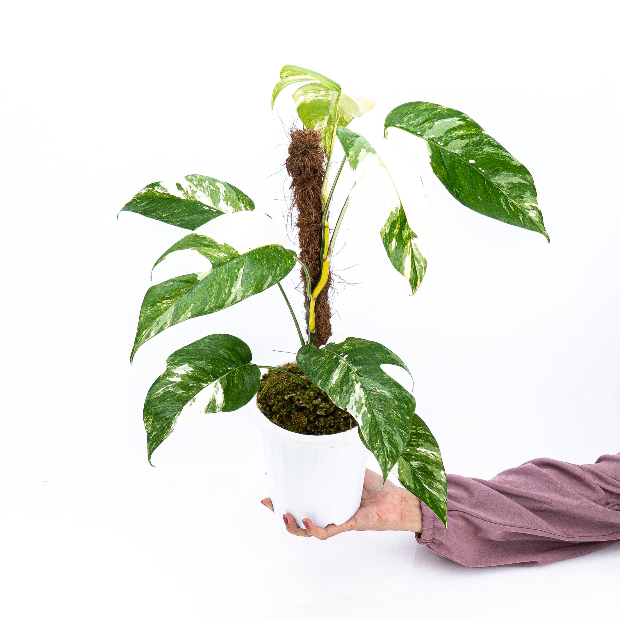 Epipremnum Pinnatum Variegated - Mature size