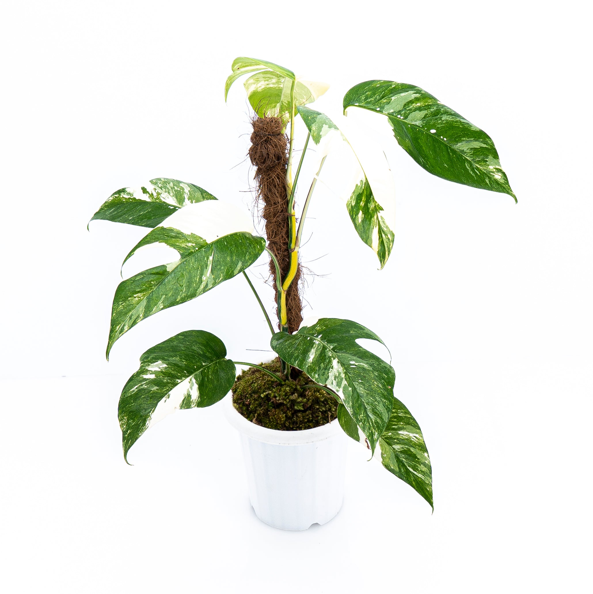 Epipremnum Pinnatum Variegated - Mature size - Image 3