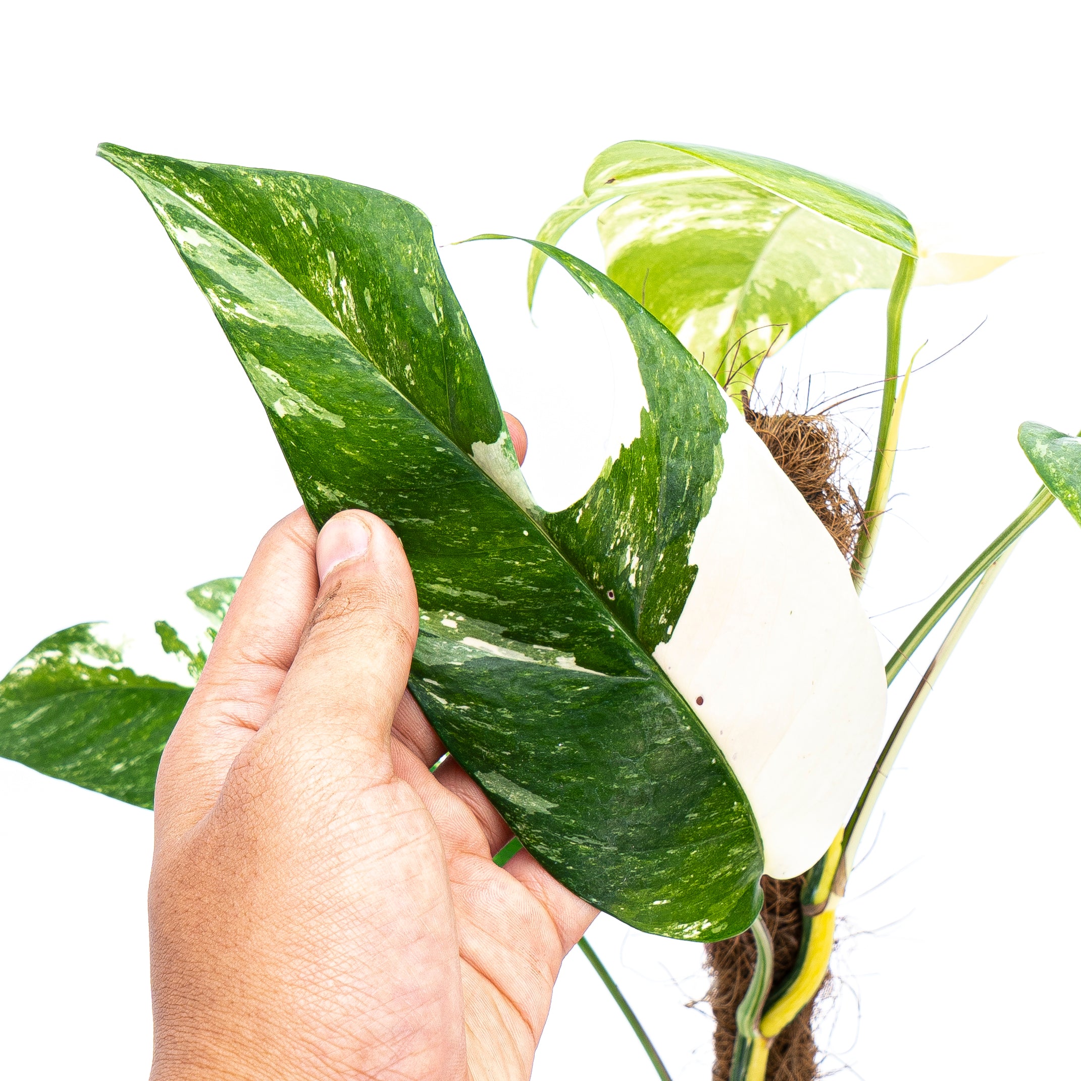 Epipremnum Pinnatum Variegated - Mature size - Image 4