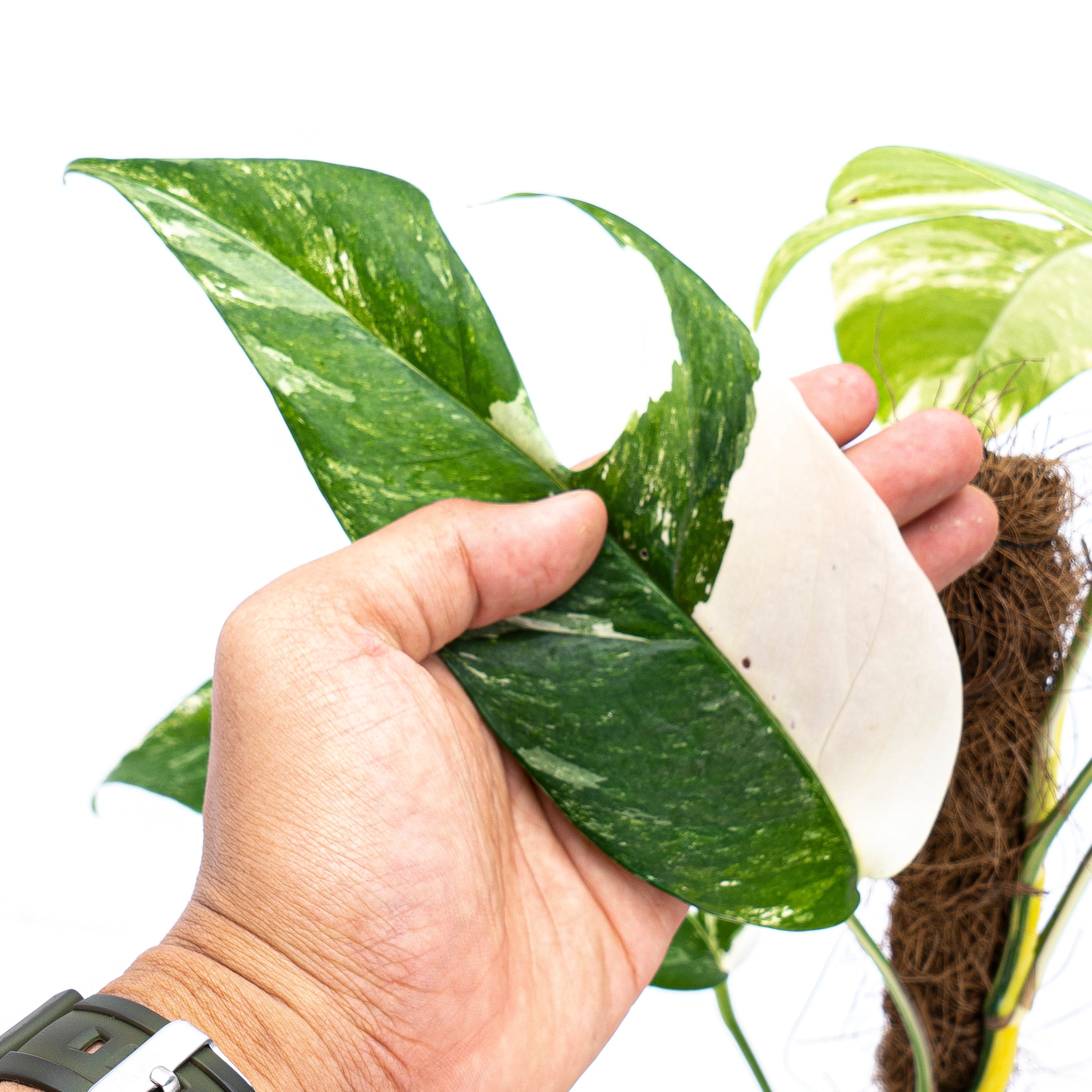 Epipremnum Pinnatum Variegated - Mature size - Image 5