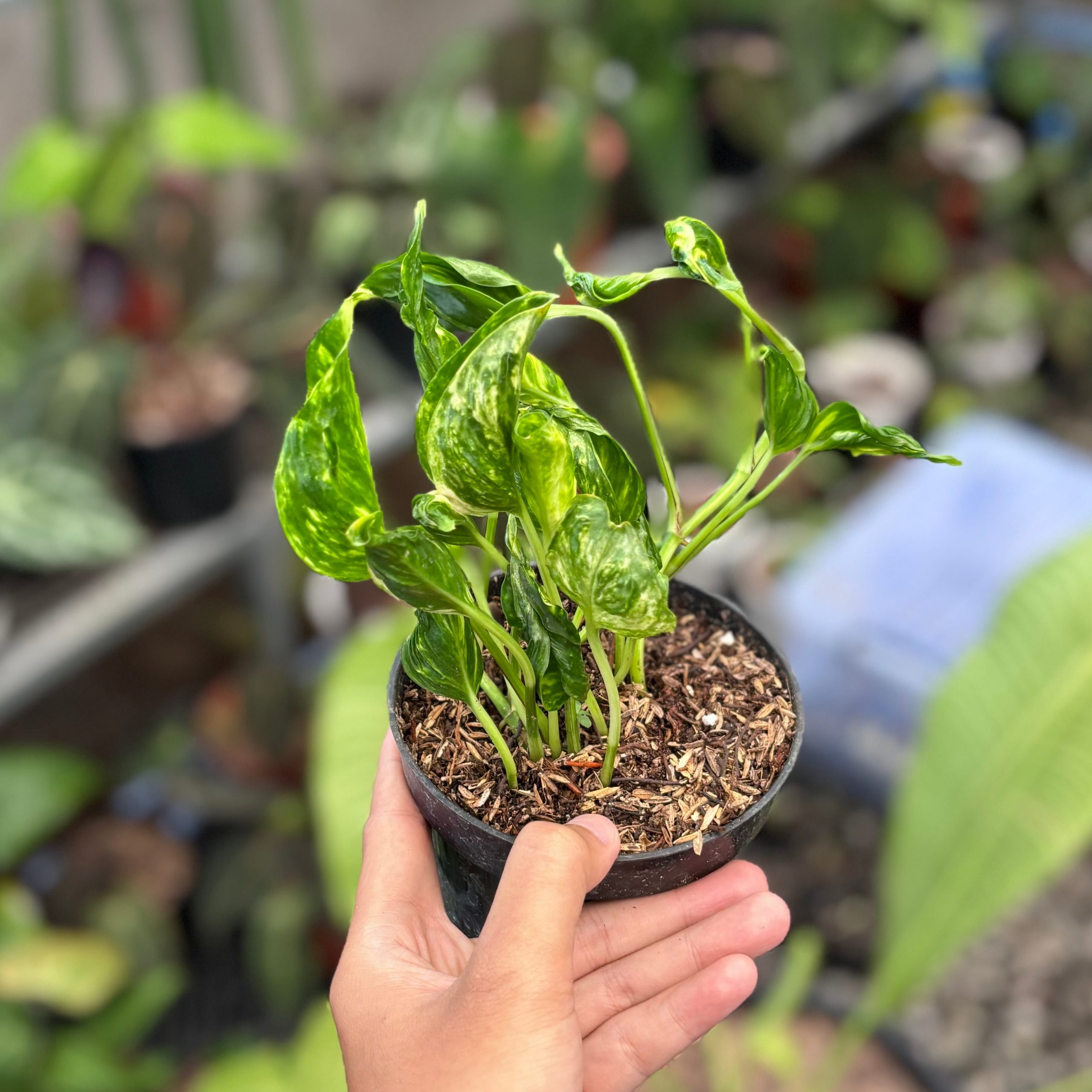 Epipremnum shangri la variegated - Image 3